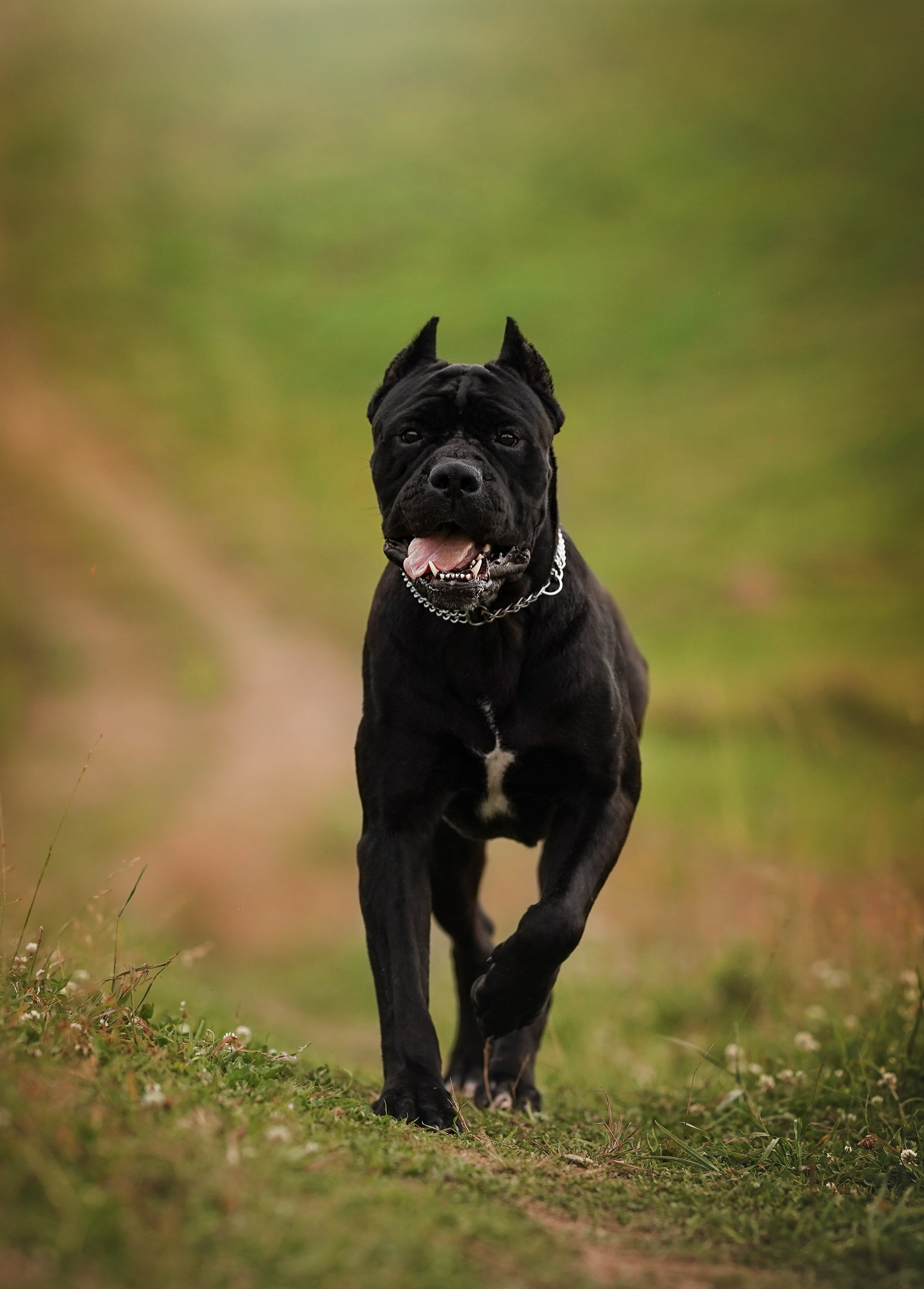 Юлия Костя и Виннер. Фотограф-анималист в Санкт-Петербурге Яна Мартынова