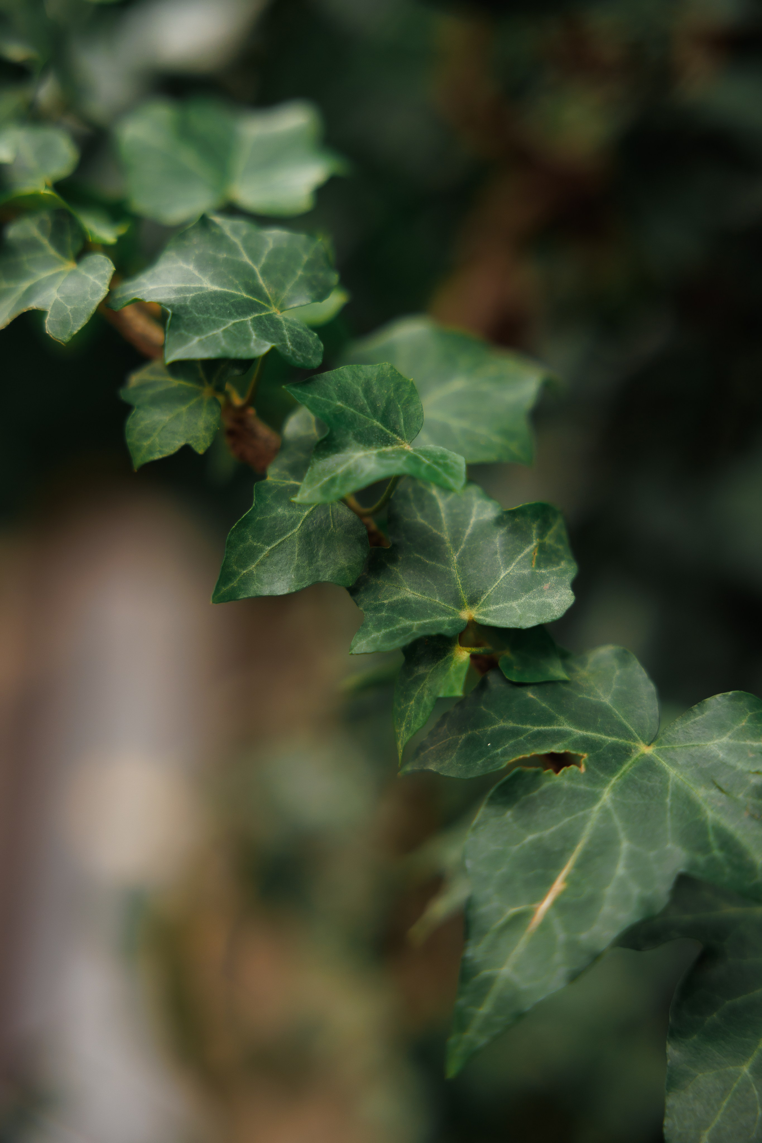 Свадебная прогулка в оранжерее. Питер. Свадебный и семейный фотограф в Москве Красинская Мария