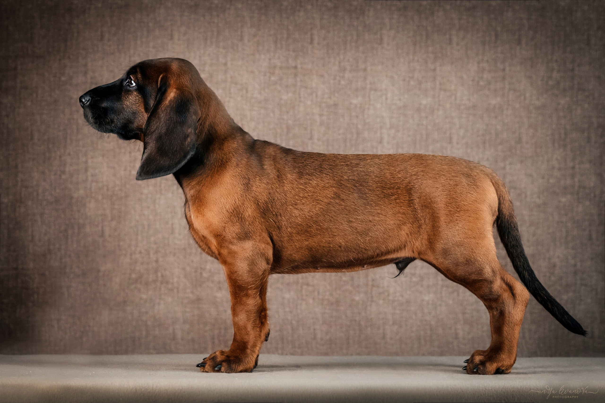 Баварские гончие. Фотограф анималист Аня Ливанова | Рыбинск
