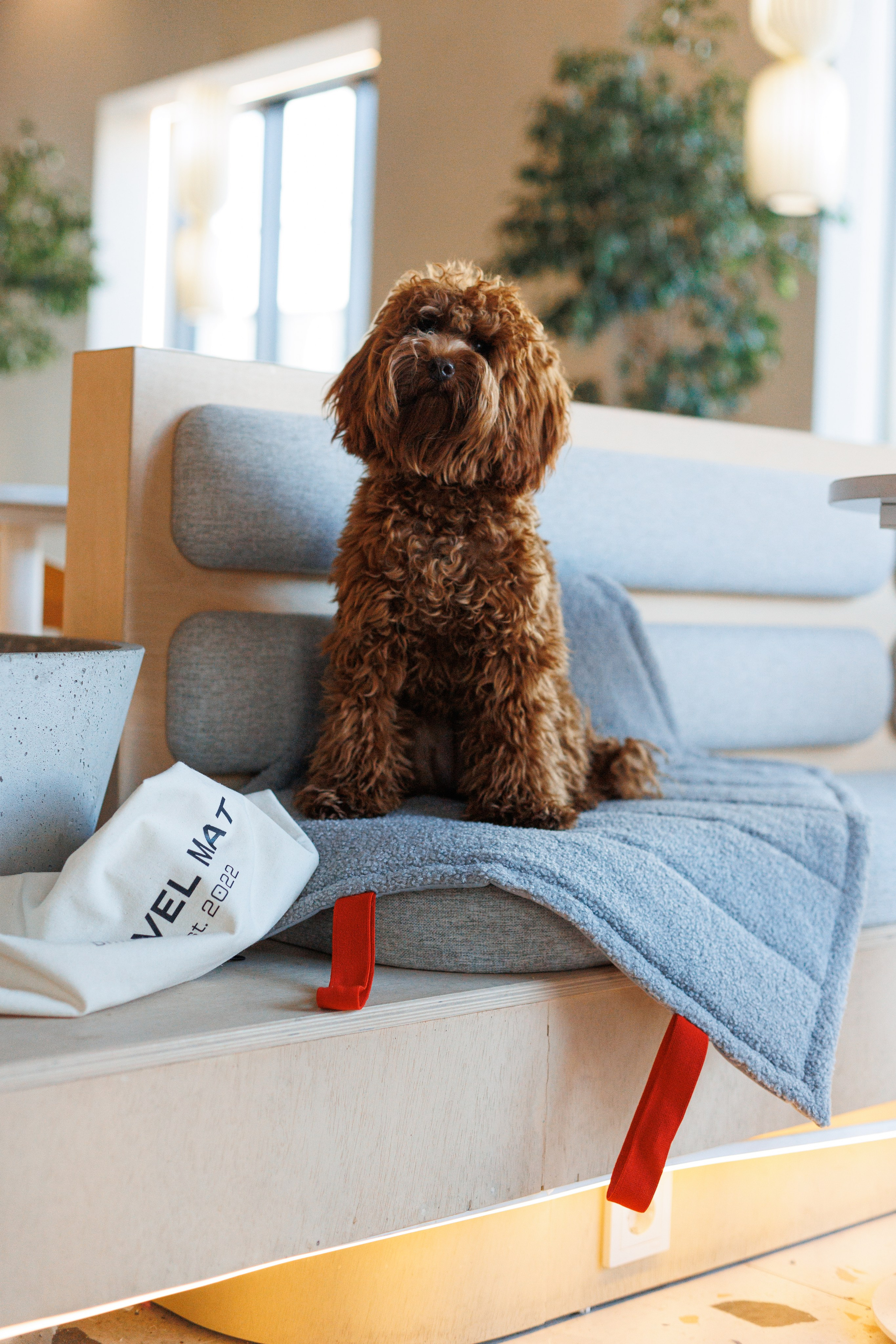 Bmbh городская. Фотограф анималист Кристина Карпова, Москва