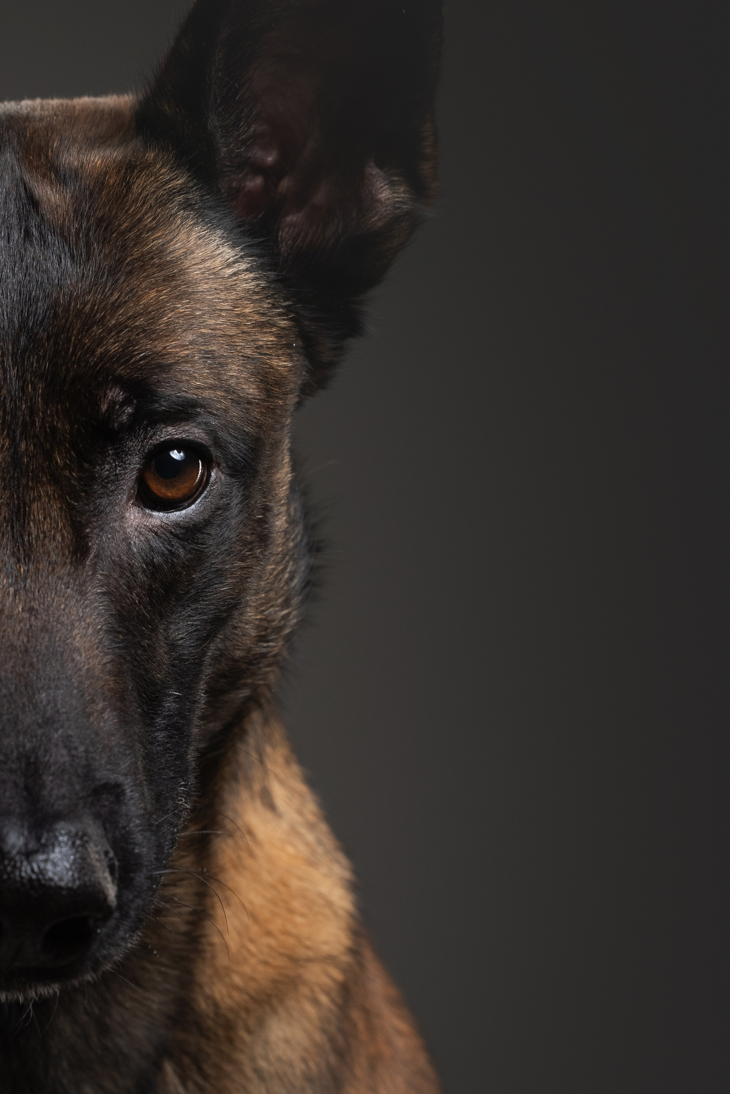 Рики и Гаруда. Фотограф анималист Осипчикова Мария