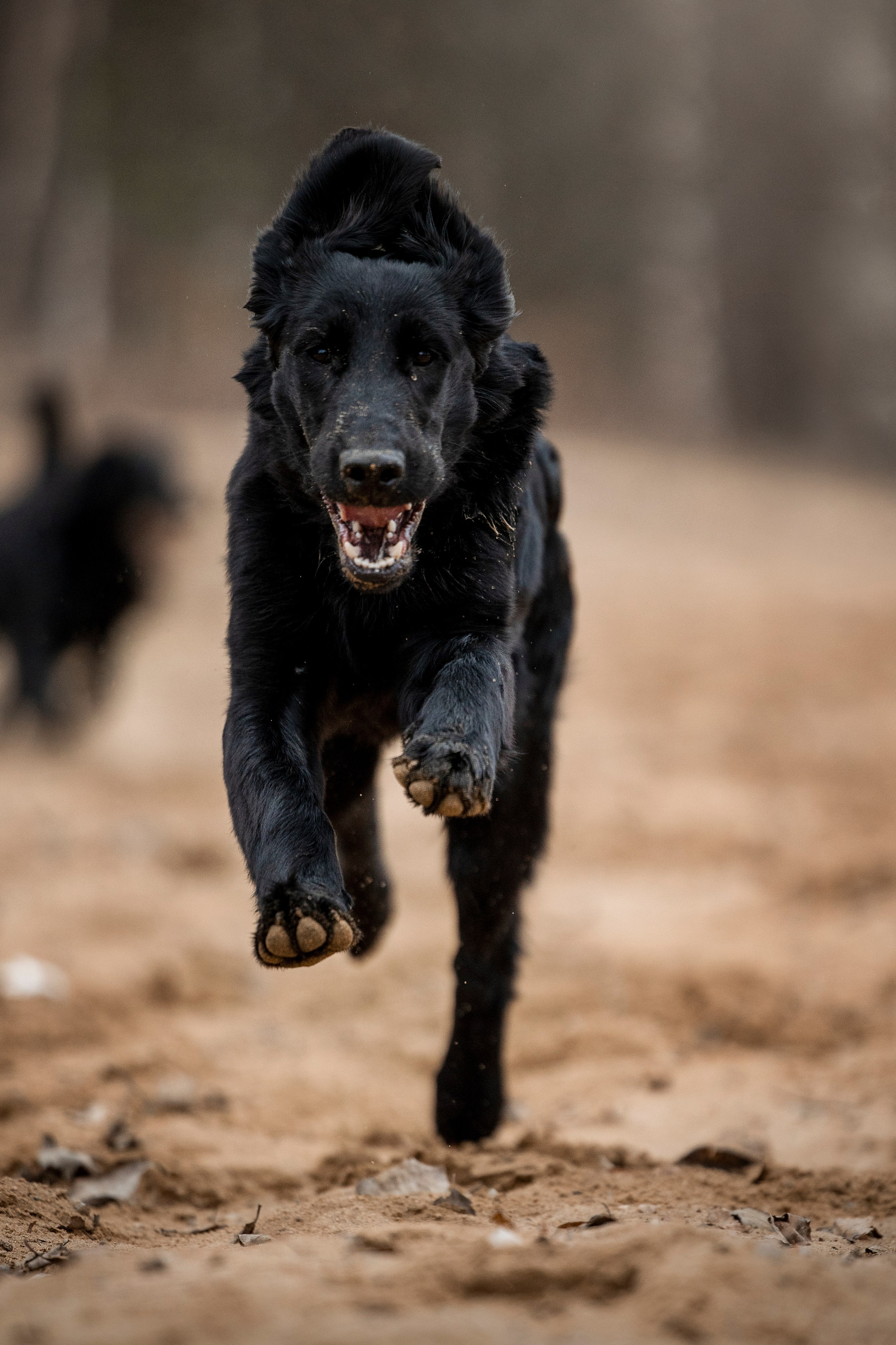Ора, Ева, Рози и их семья. Фотограф — Анималист | Санкт-Петербург