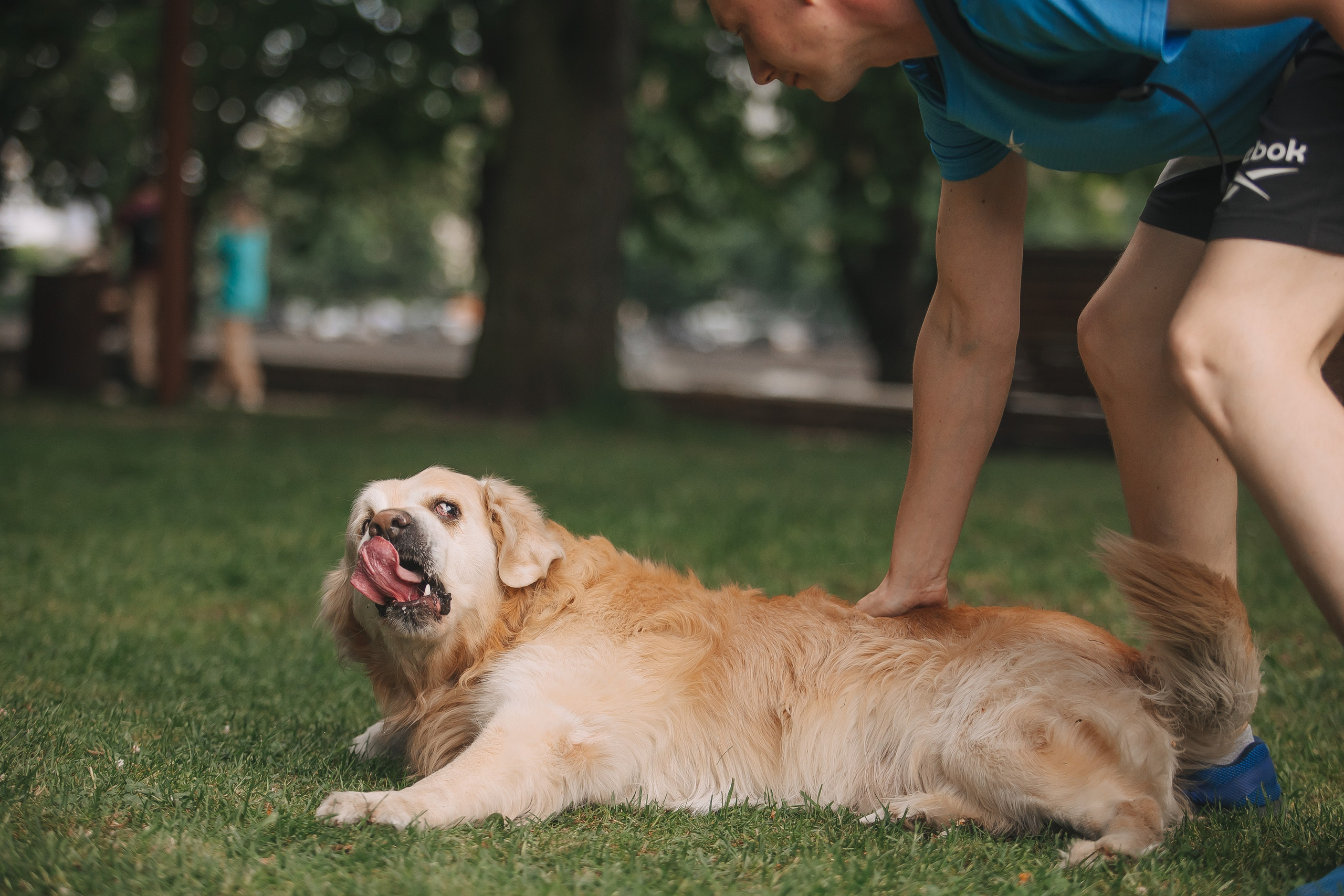 Золотистый ретривер Кант, Калининград. Свадебный и женский фотограф