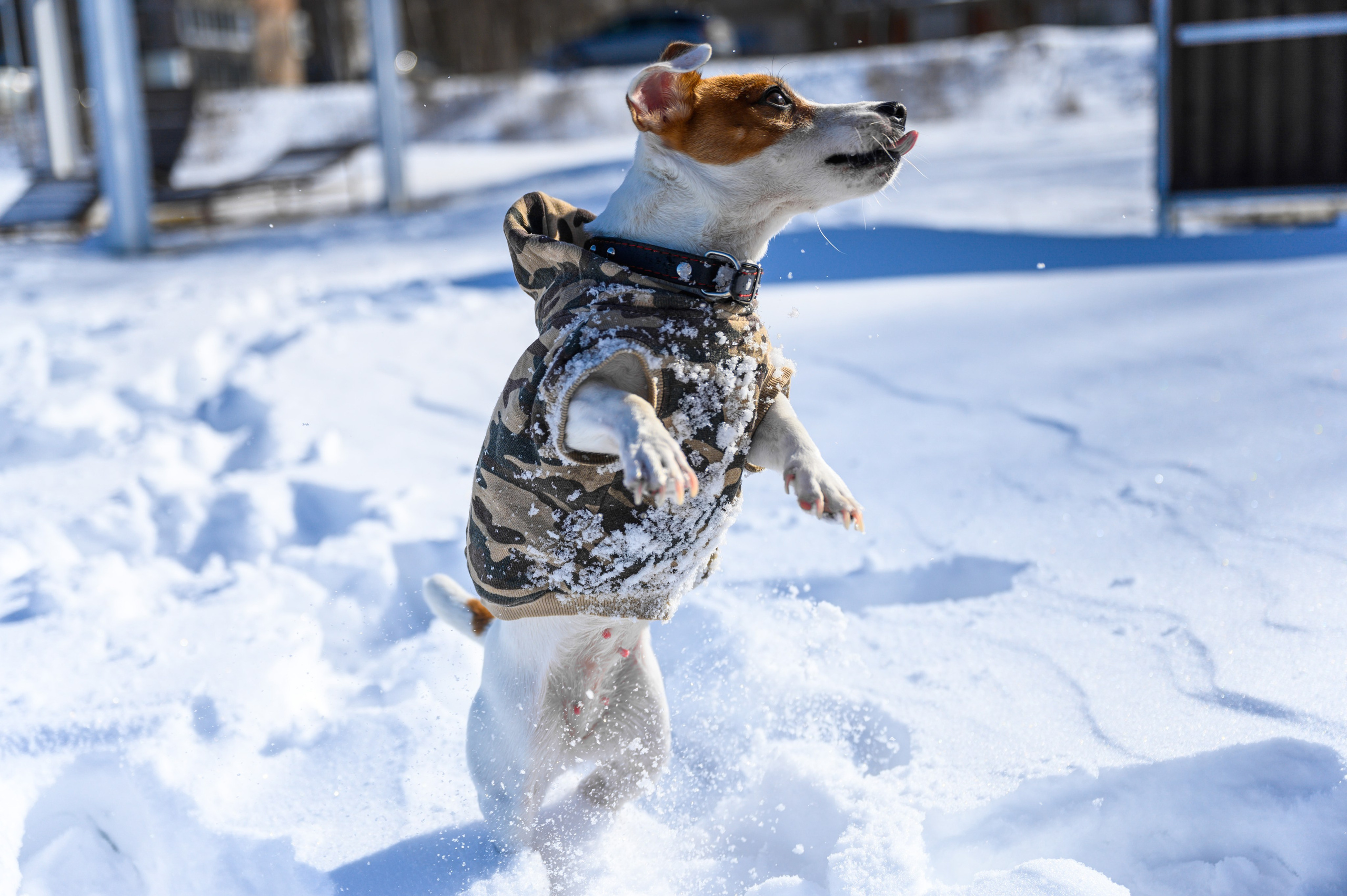 Джек Рассел. Bazarkom-photo.ru Фотограф Виктор Оськин в Старом Осколе