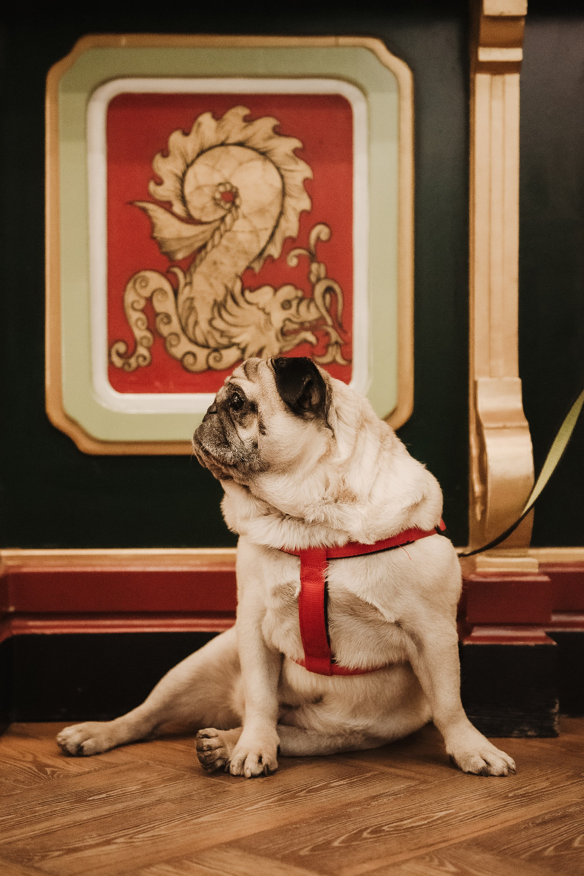 Ольга и Потапум. Прогулка к чайному дому. Семейный Фотограф в Москве Ирина Хохлова