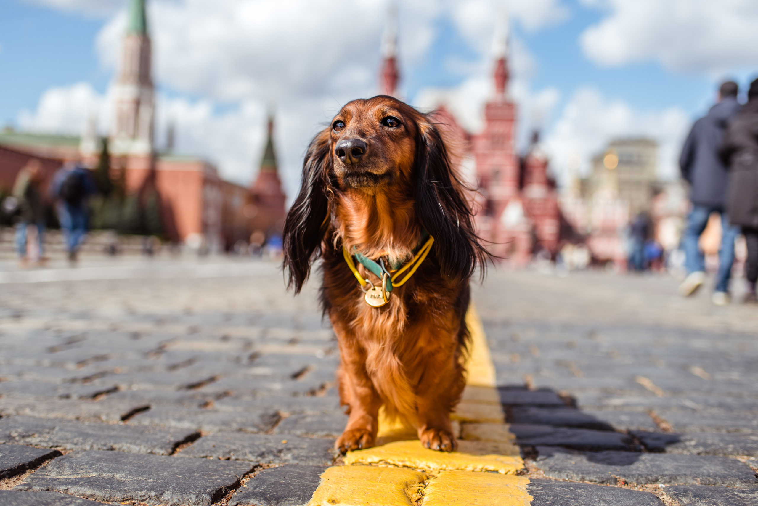 Таксы на Красной площади. Семейный Фотограф в Москве Ирина Хохлова