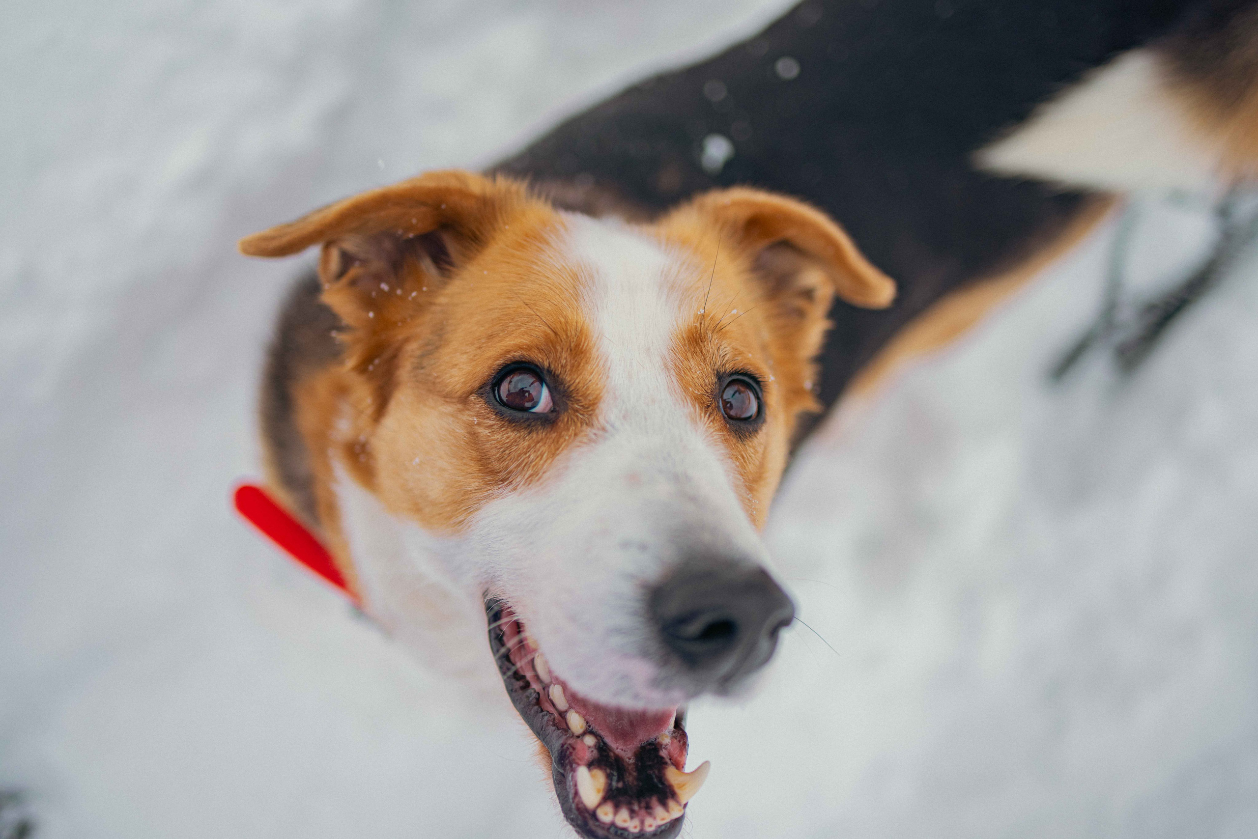 Петя. Фотограф-анималист в Москве Лера Черноног