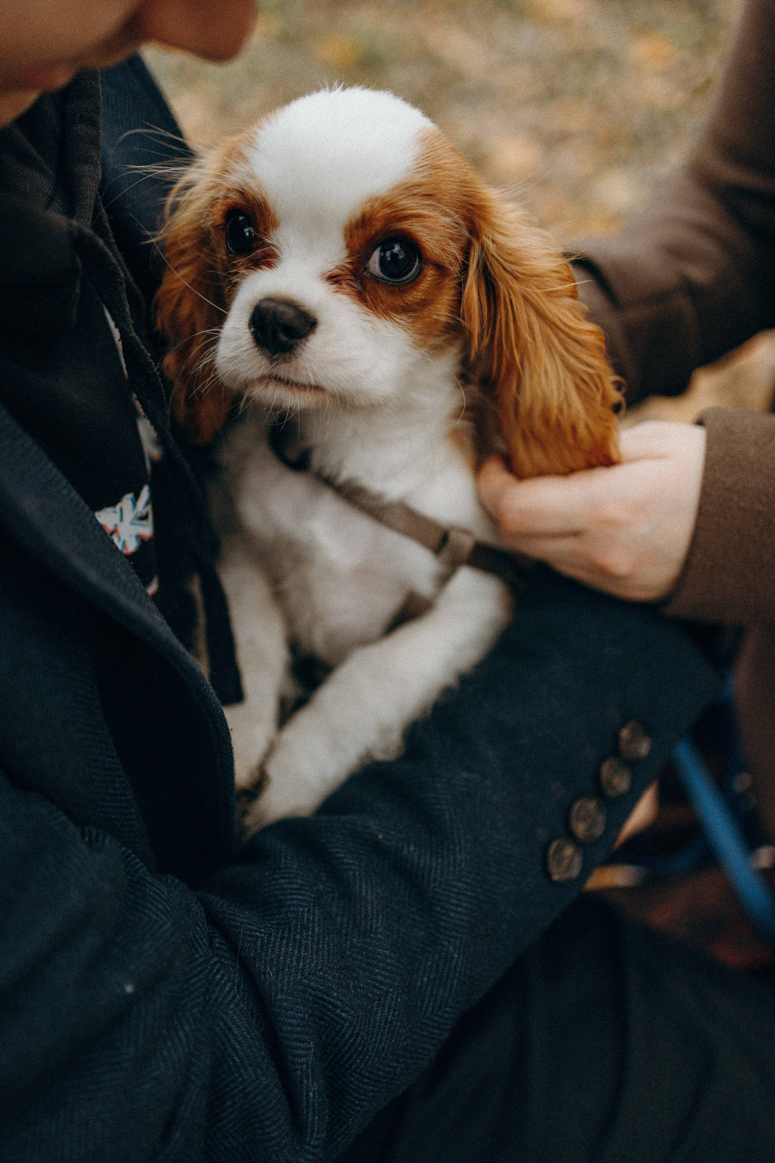 Юля и Кипр. Фотограф-анималист в Москве Лера Черноног