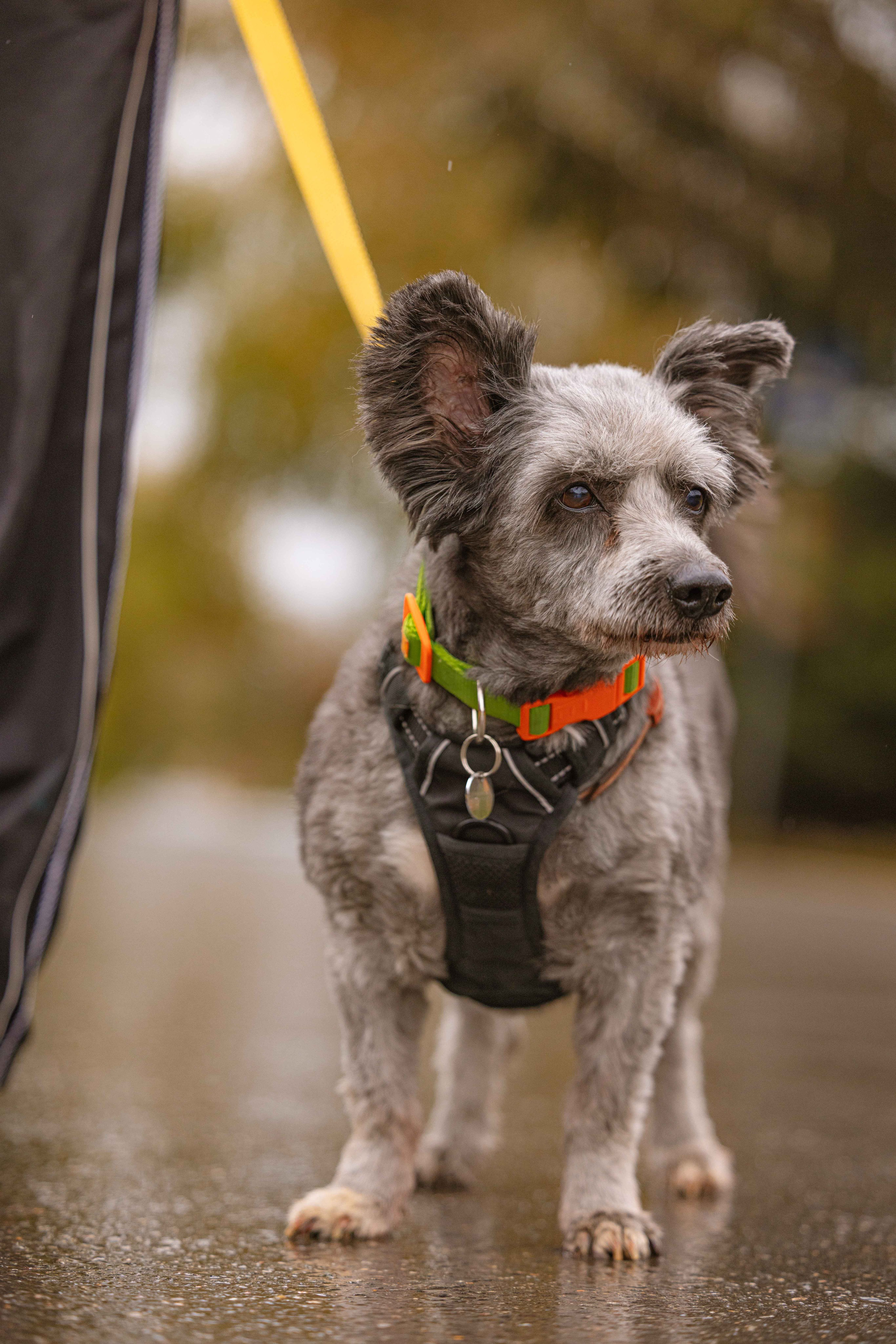 Передержка. Фотограф-анималист в Москве Лера Черноног