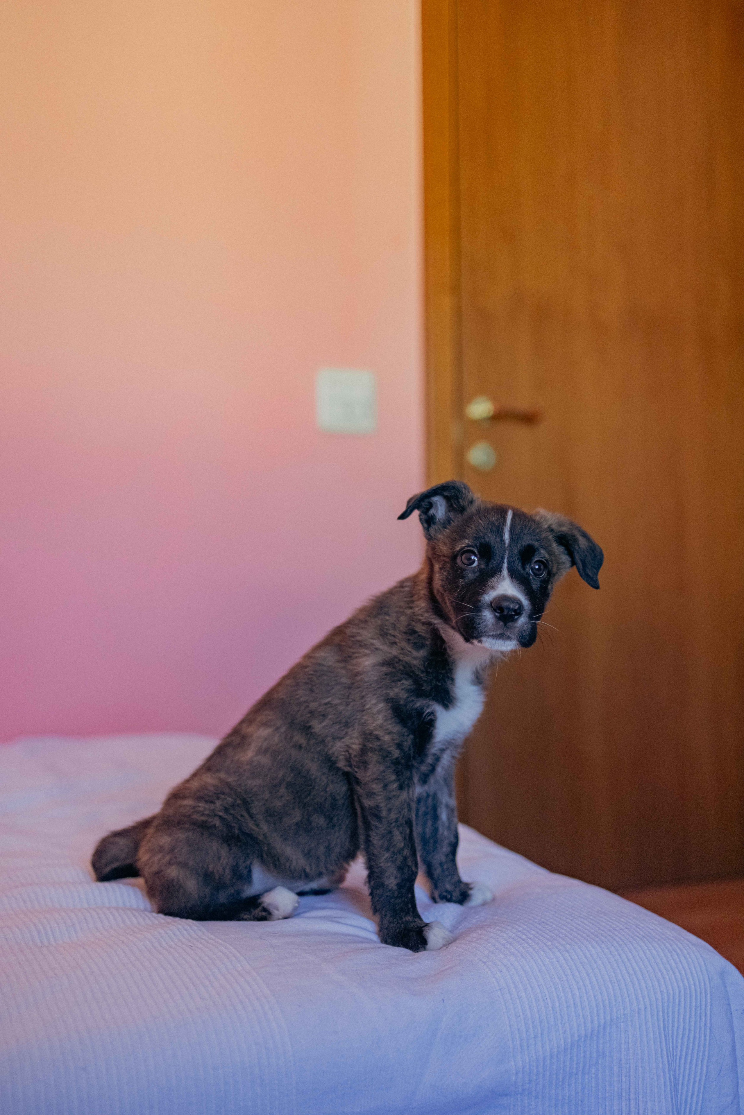 Гайка. Фотограф-анималист в Москве Лера Черноног