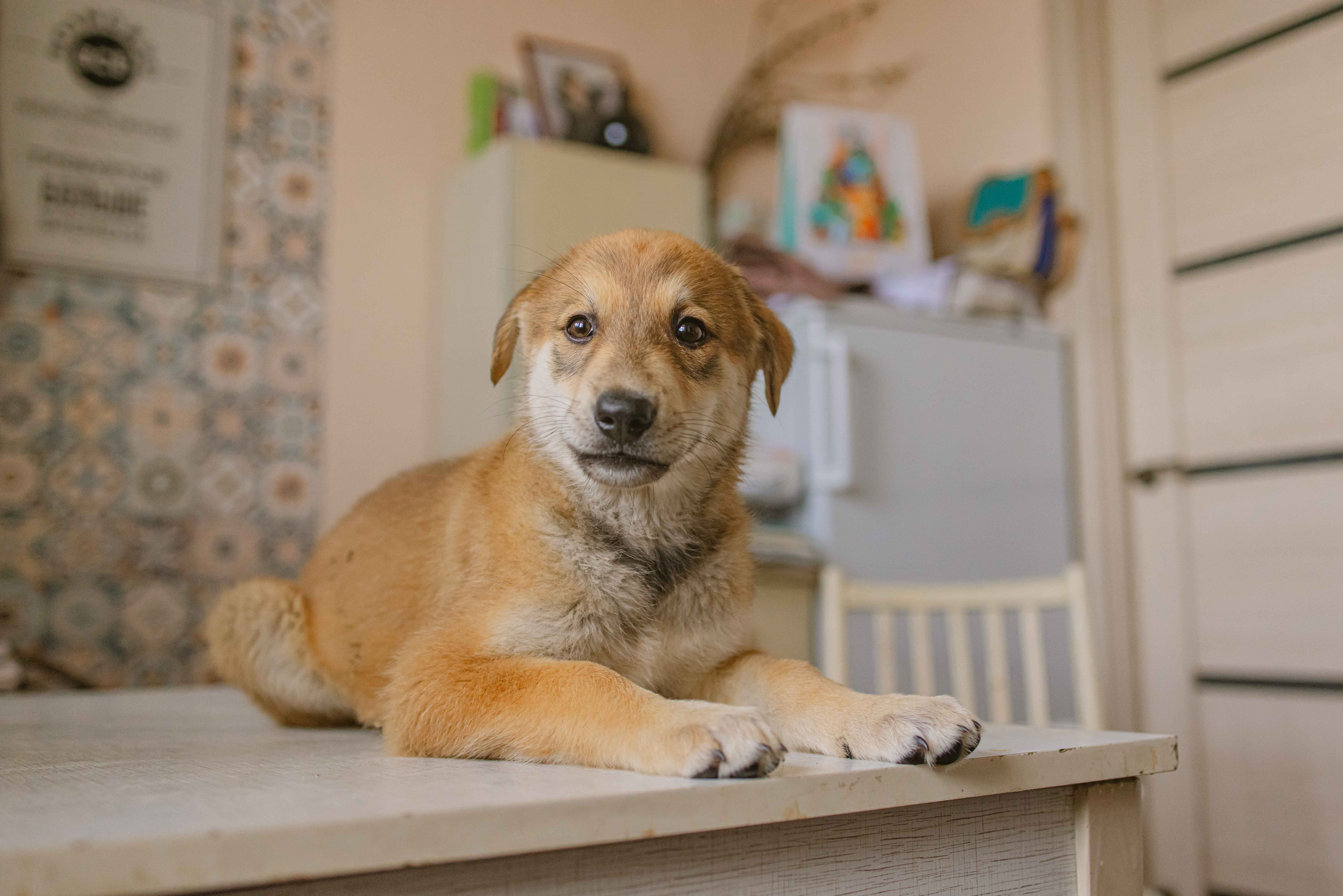 Щеночки на кухне. Фотограф-анималист в Москве Лера Черноног