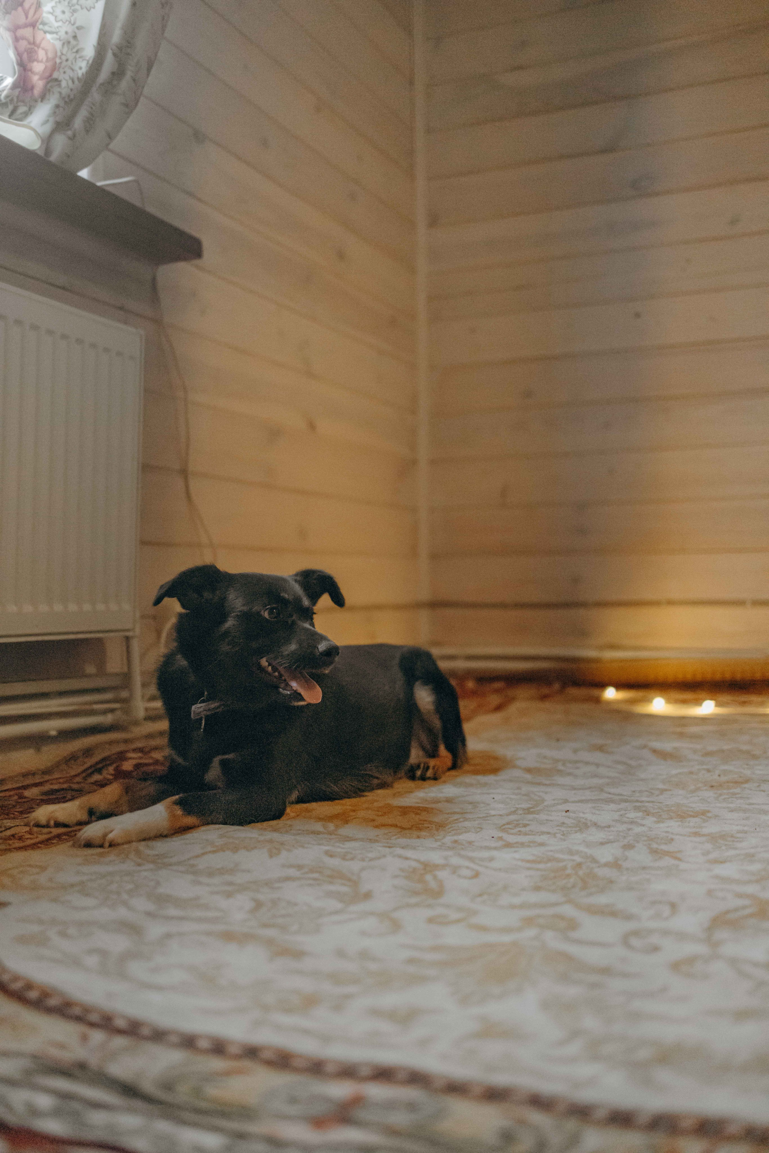 Передержка. Фотограф-анималист в Москве Лера Черноног