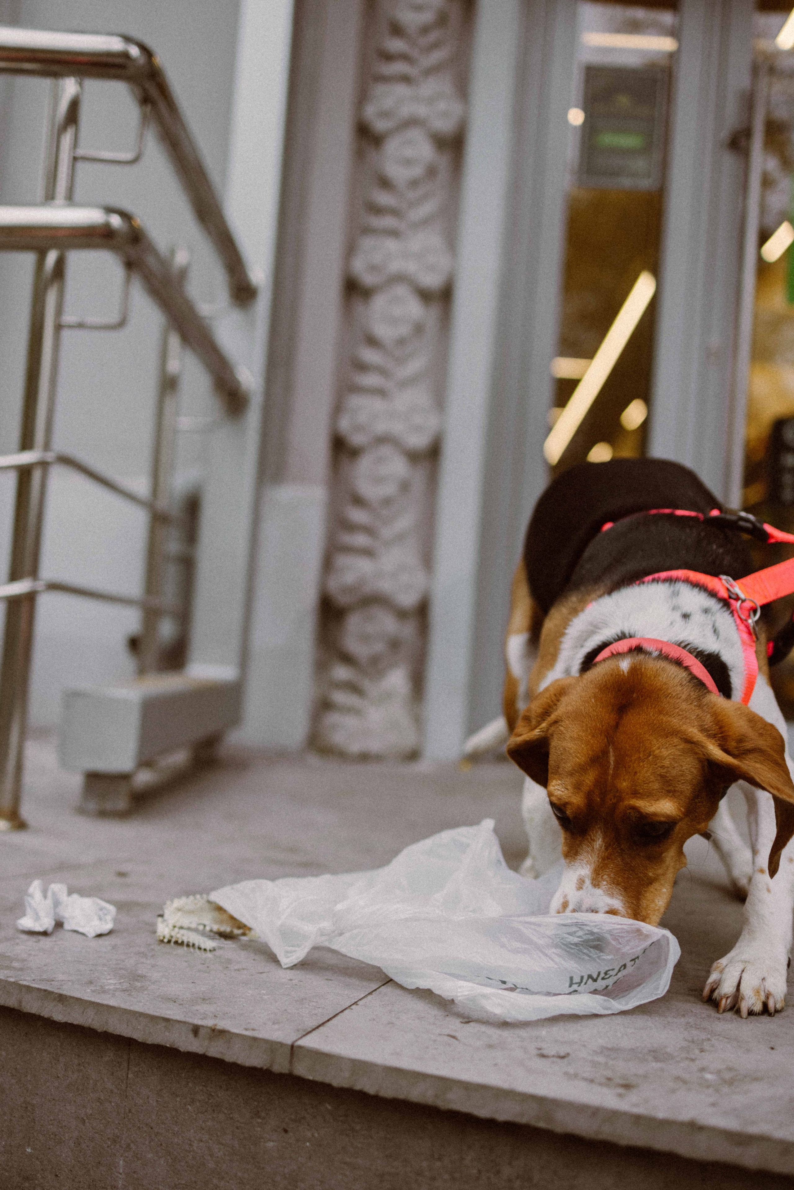 Света и Ива. Фотограф-анималист в Москве Лера Черноног