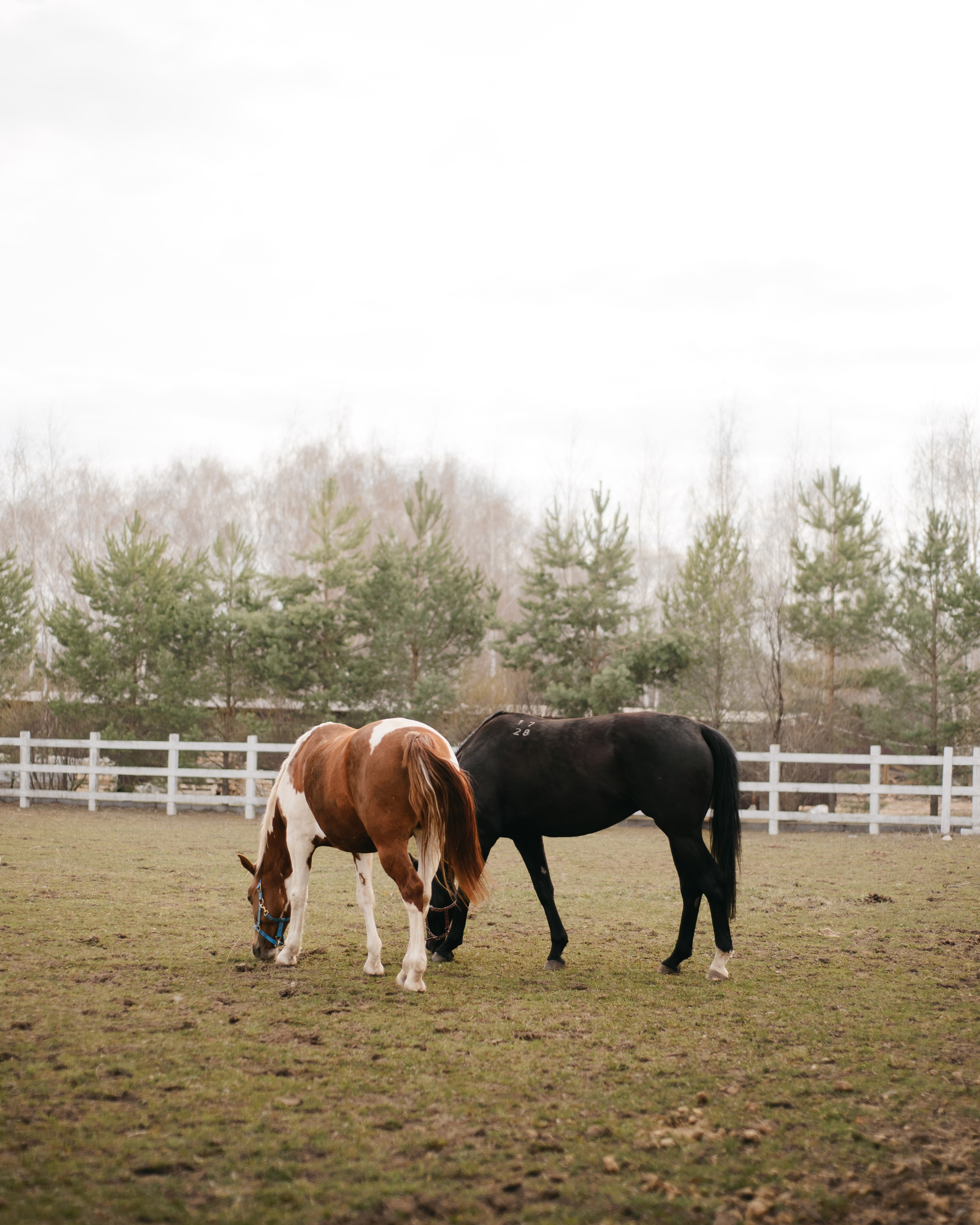 Съемка конных соревнований в Рязани и области