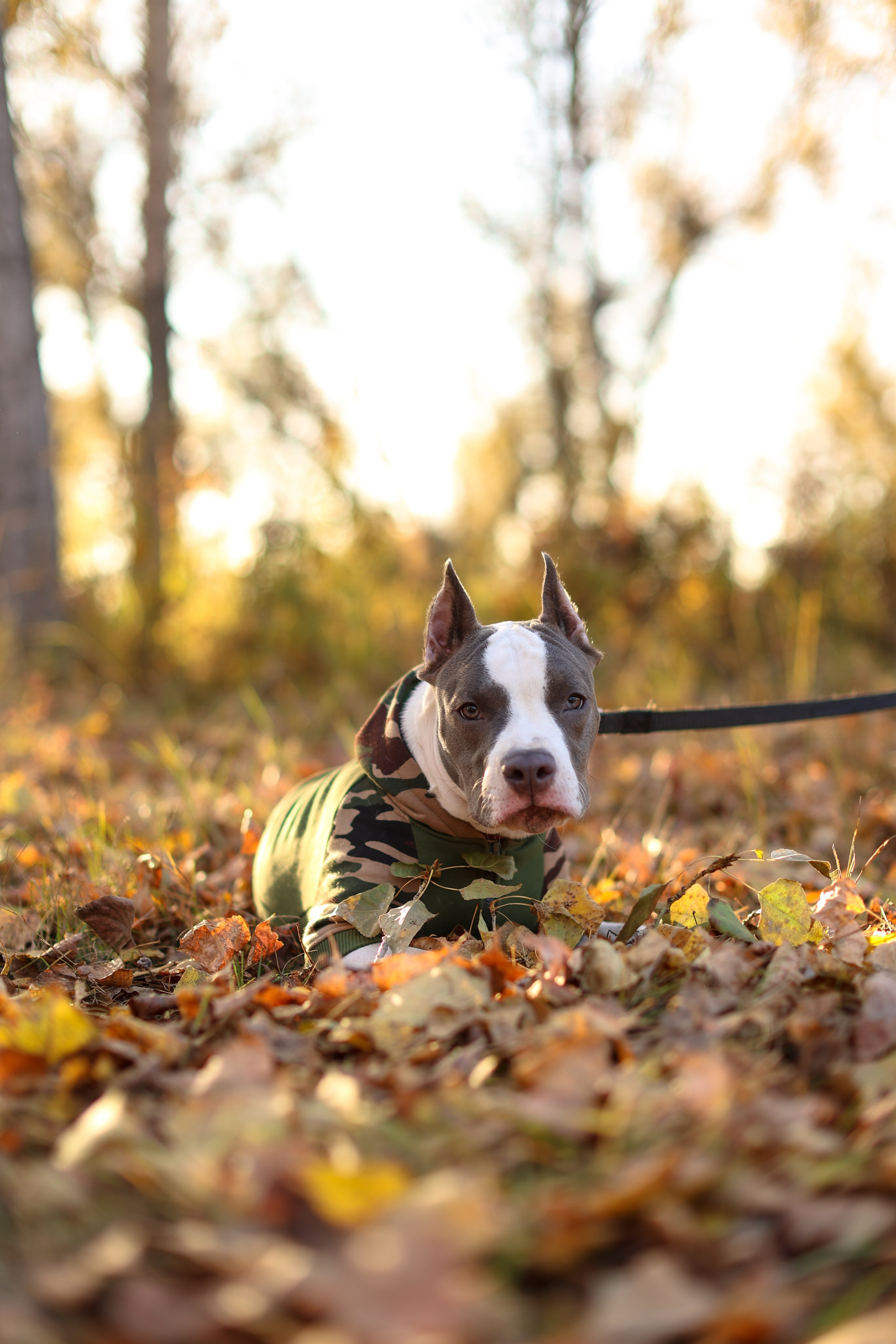 Осень. Art my Pho