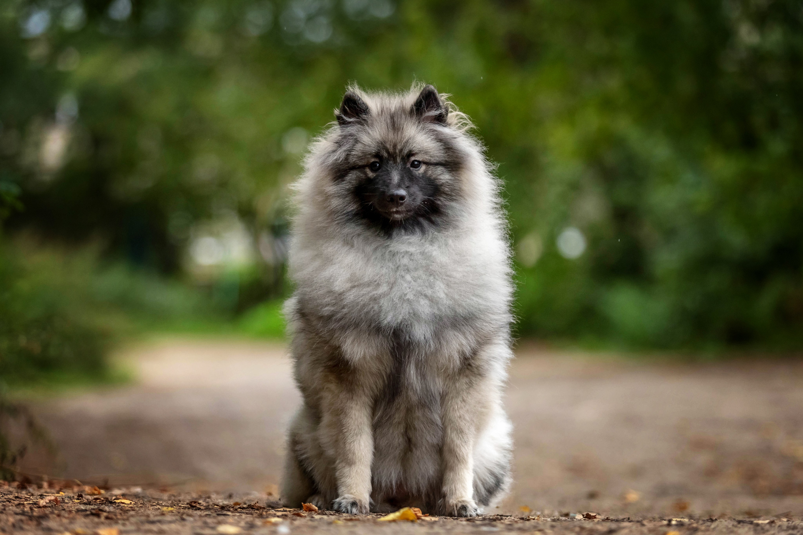 Кеесхонд. Https://moshkovaphoto.ru/