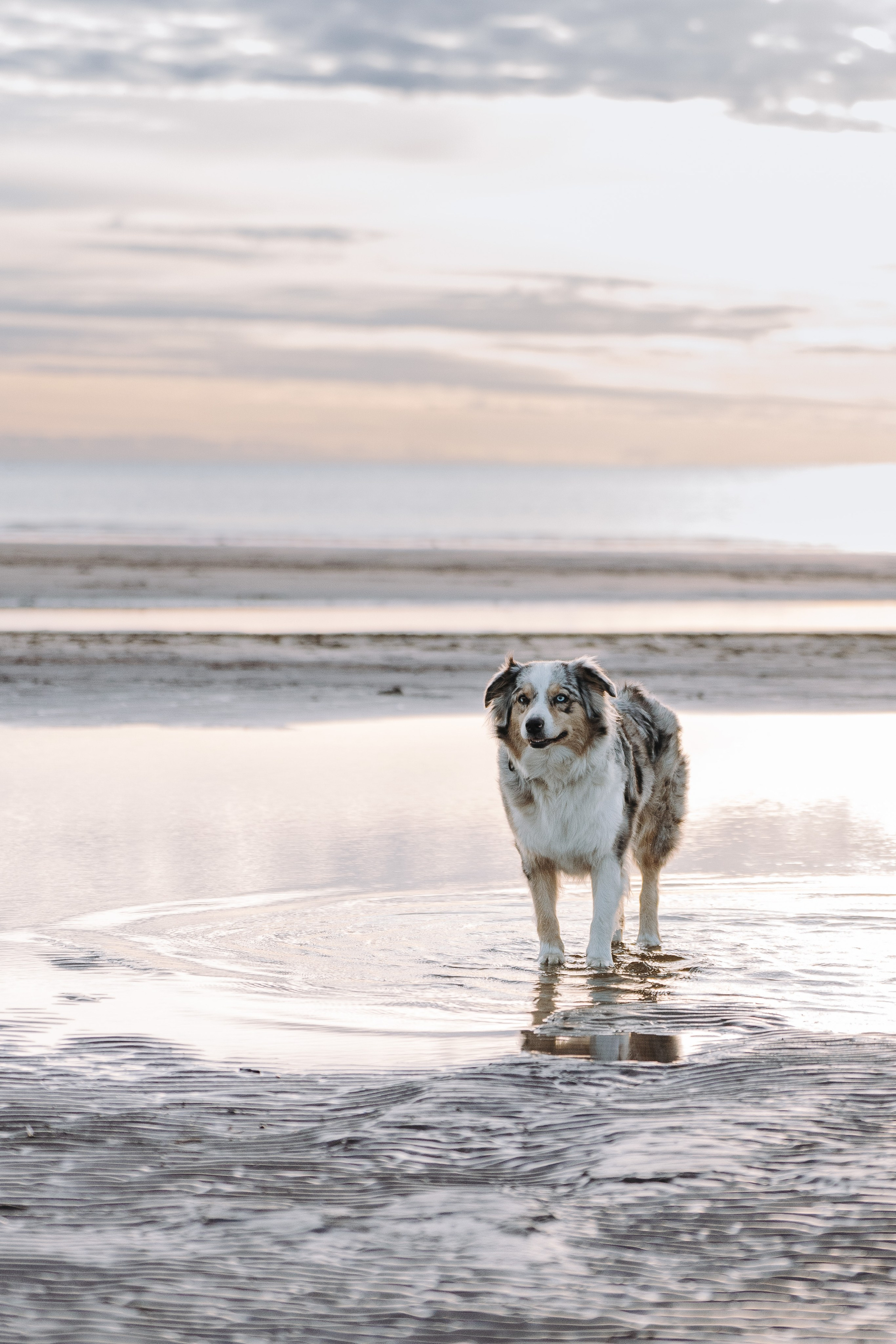 Фотограф анималист в Спб. Фотограф анималист в Спб недорого Олеся Майорова