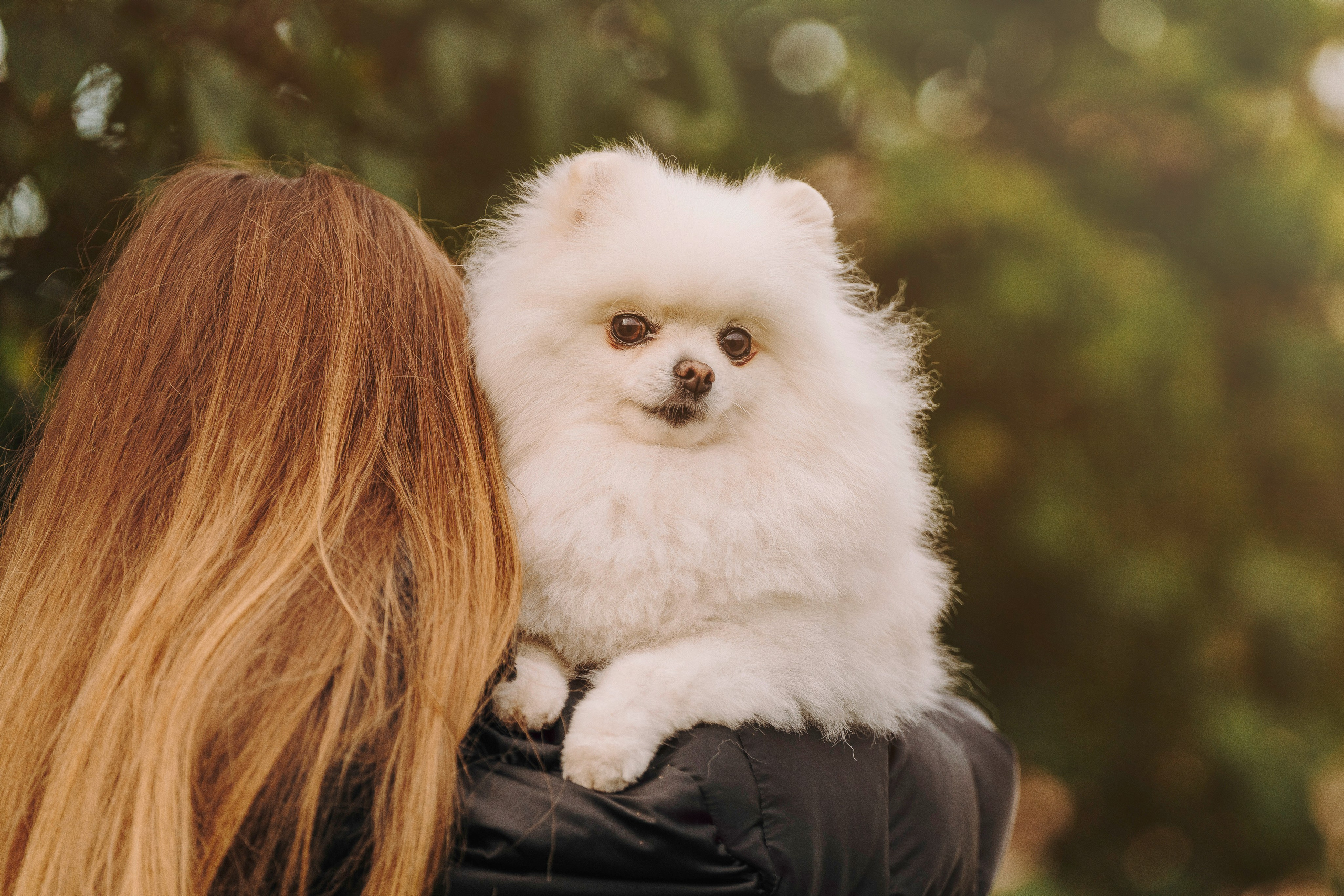 Фотосессия с померанским шпицем. Фотограф анималист в Спб недорого Олеся Майорова