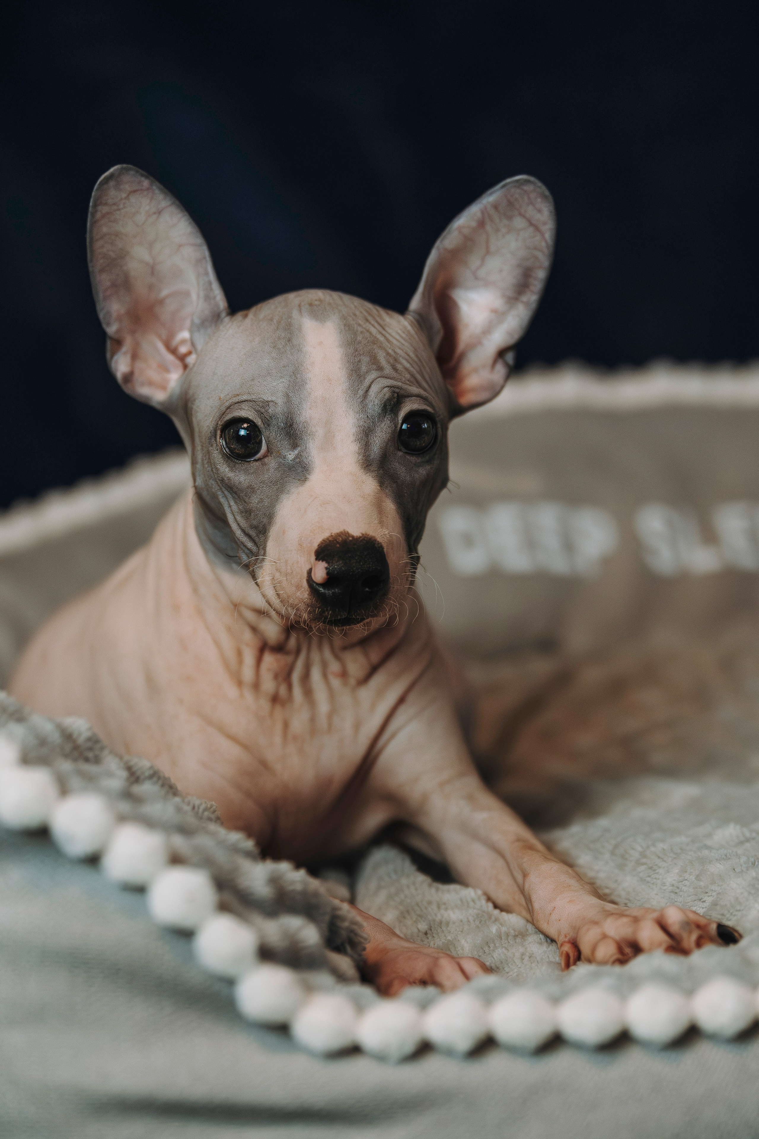 Малыши американского голого терьера. Фотограф анималист в Спб недорого Олеся Майорова