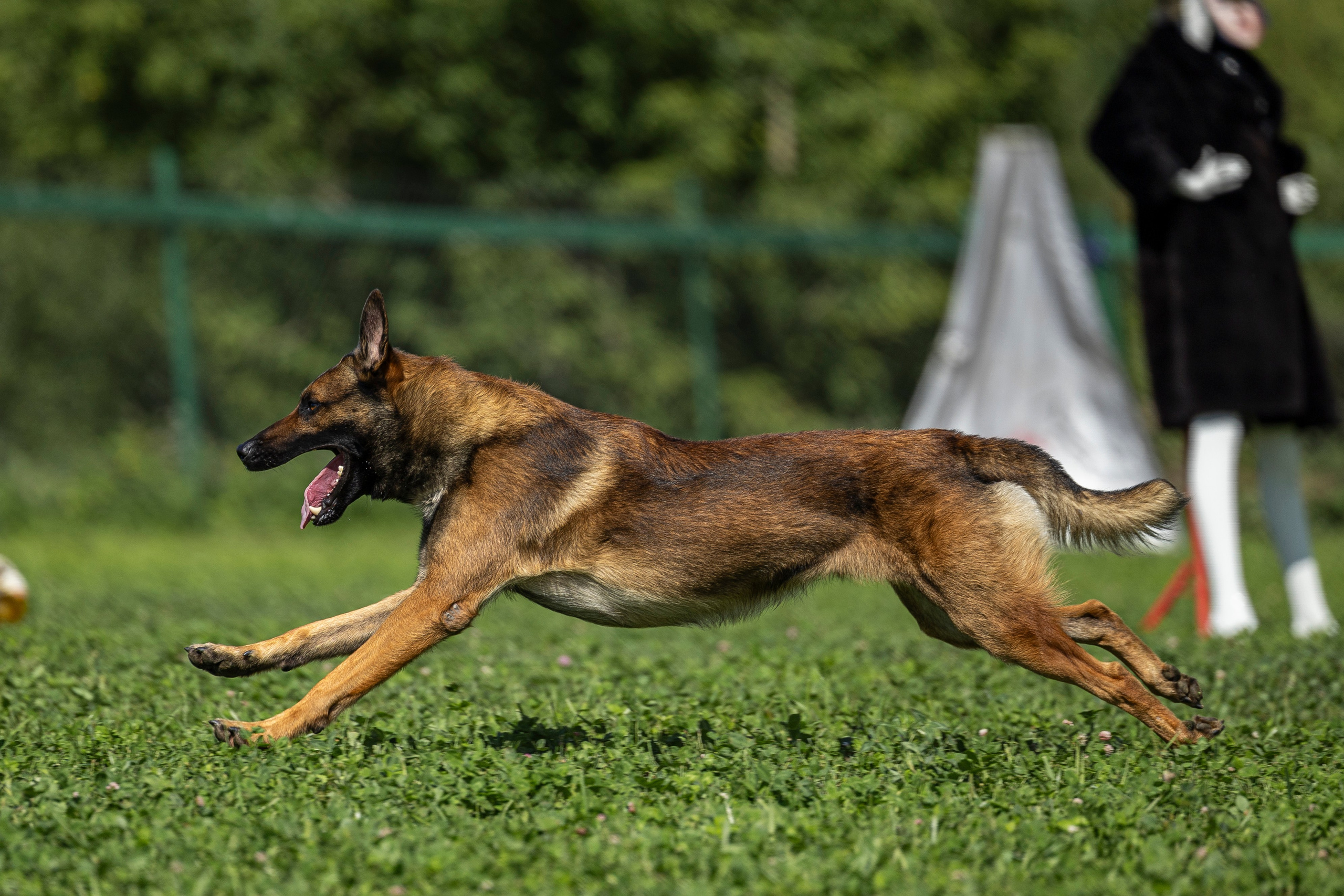 Соревнования по Мондьорингу г. Вологда 10-11.08.2024. Фотограф-анималист Анна Маринич