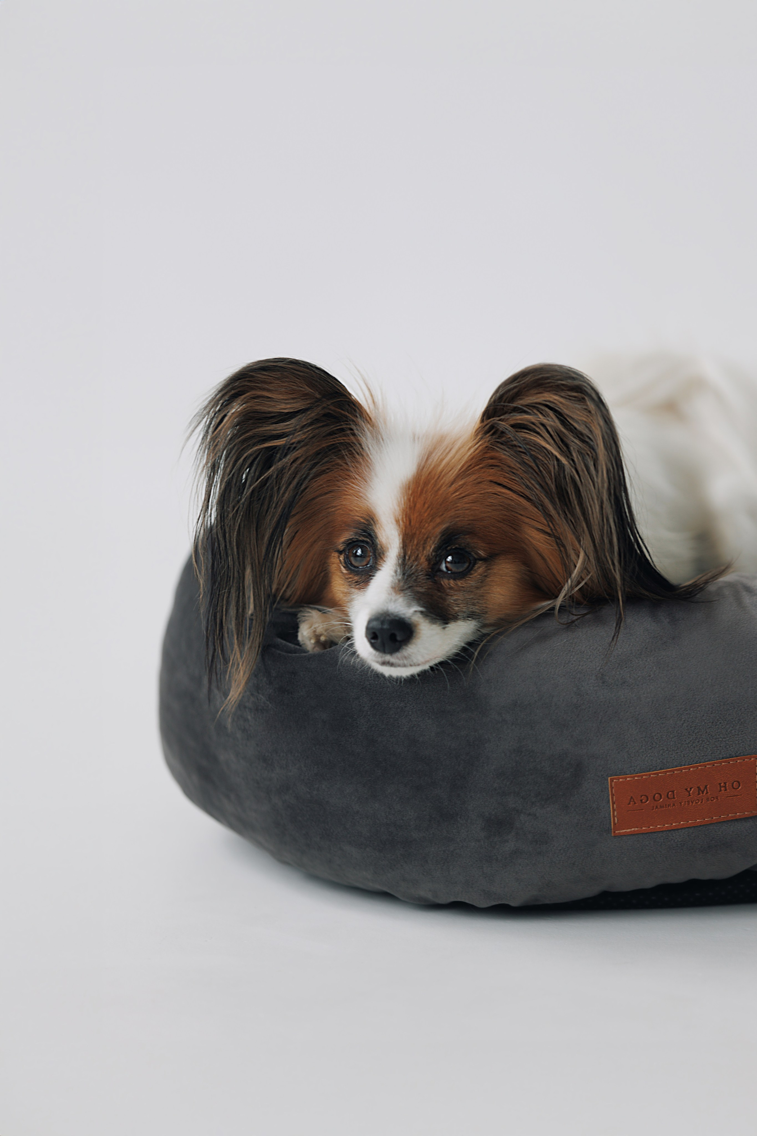 OH MY DOGA. Фотограф анималист Кристина Карпова, Москва