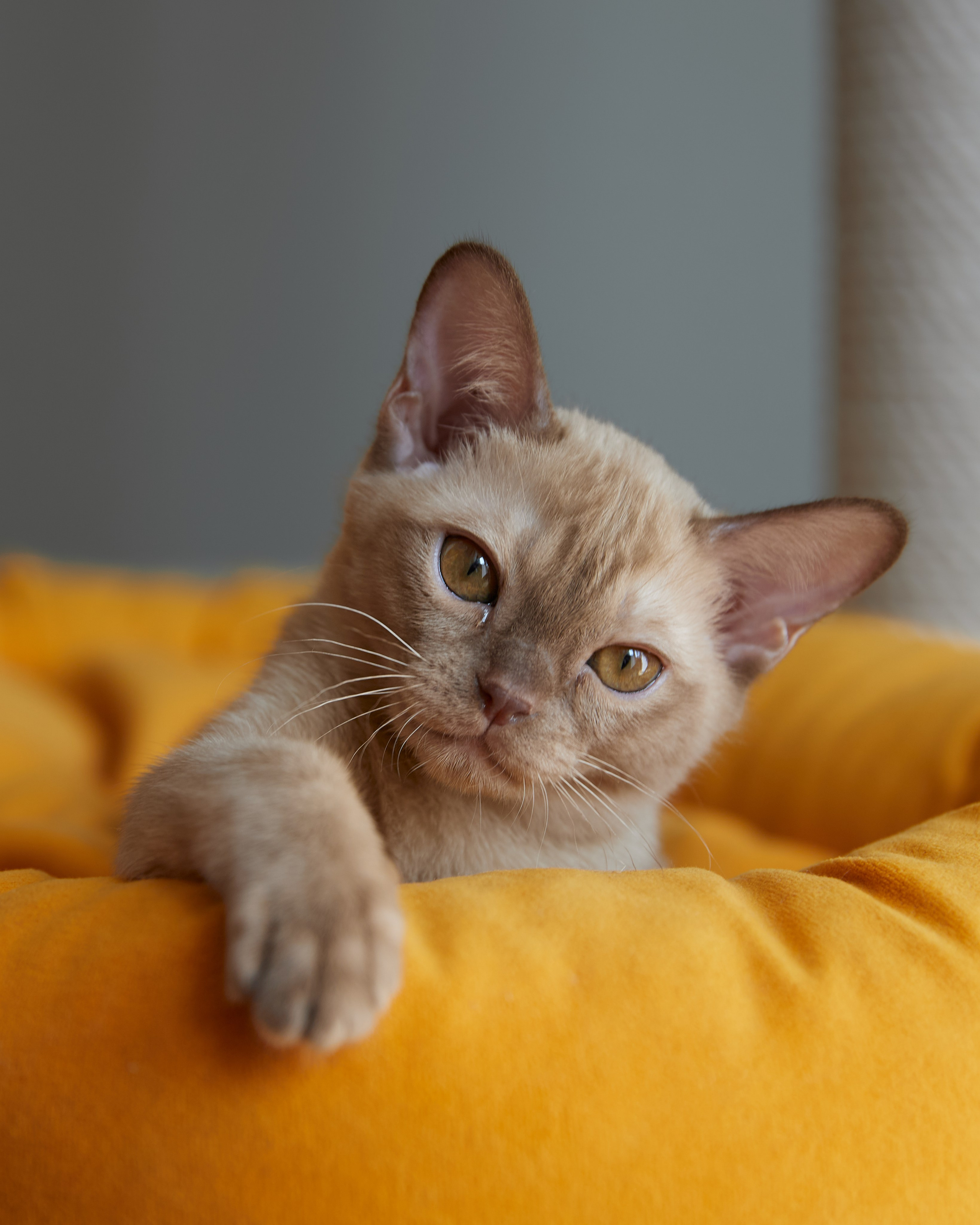 Afina (Магнитогорск). Питомник «Bouncy Life»