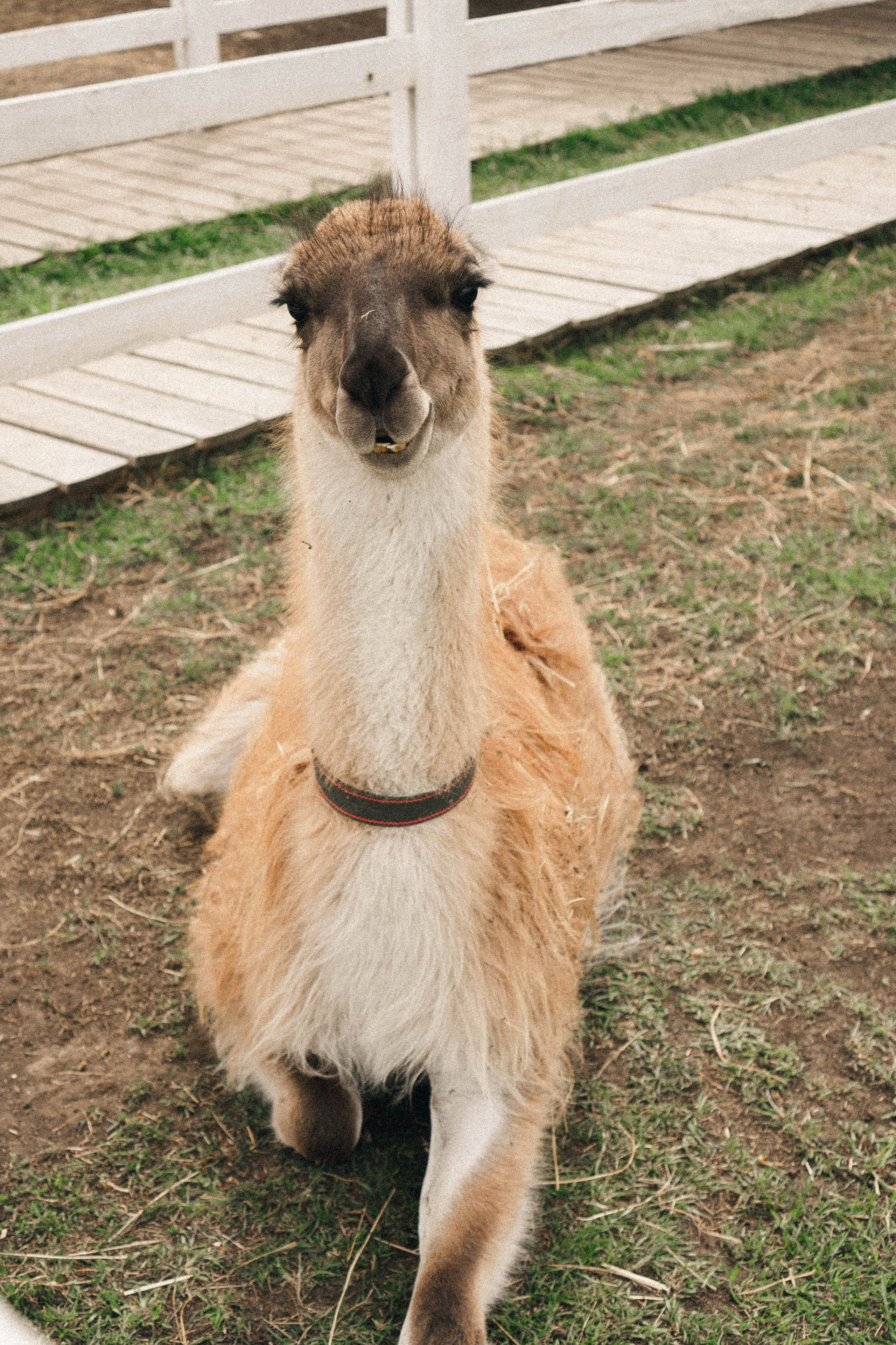 Ферма Альпак. Профессиональный фотограф, Санкт-Петербург — Виктория Богомолова