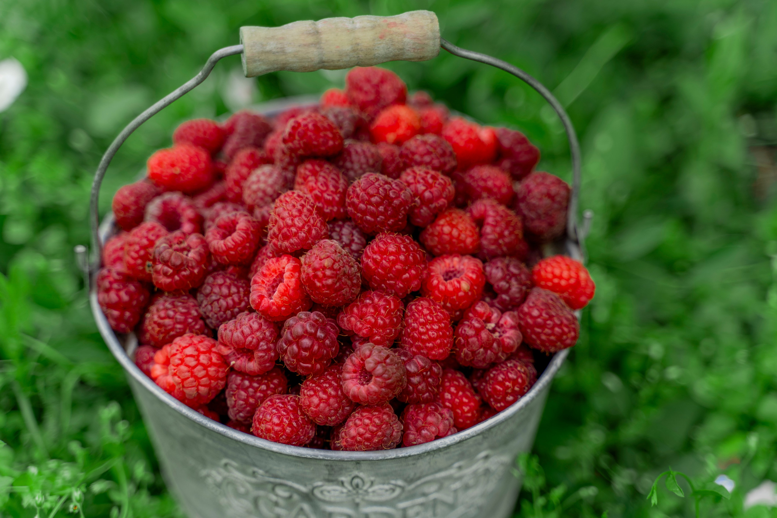 Raspberry. Photographer Liana Sudets Serbia Kopaonik Brzece Brus