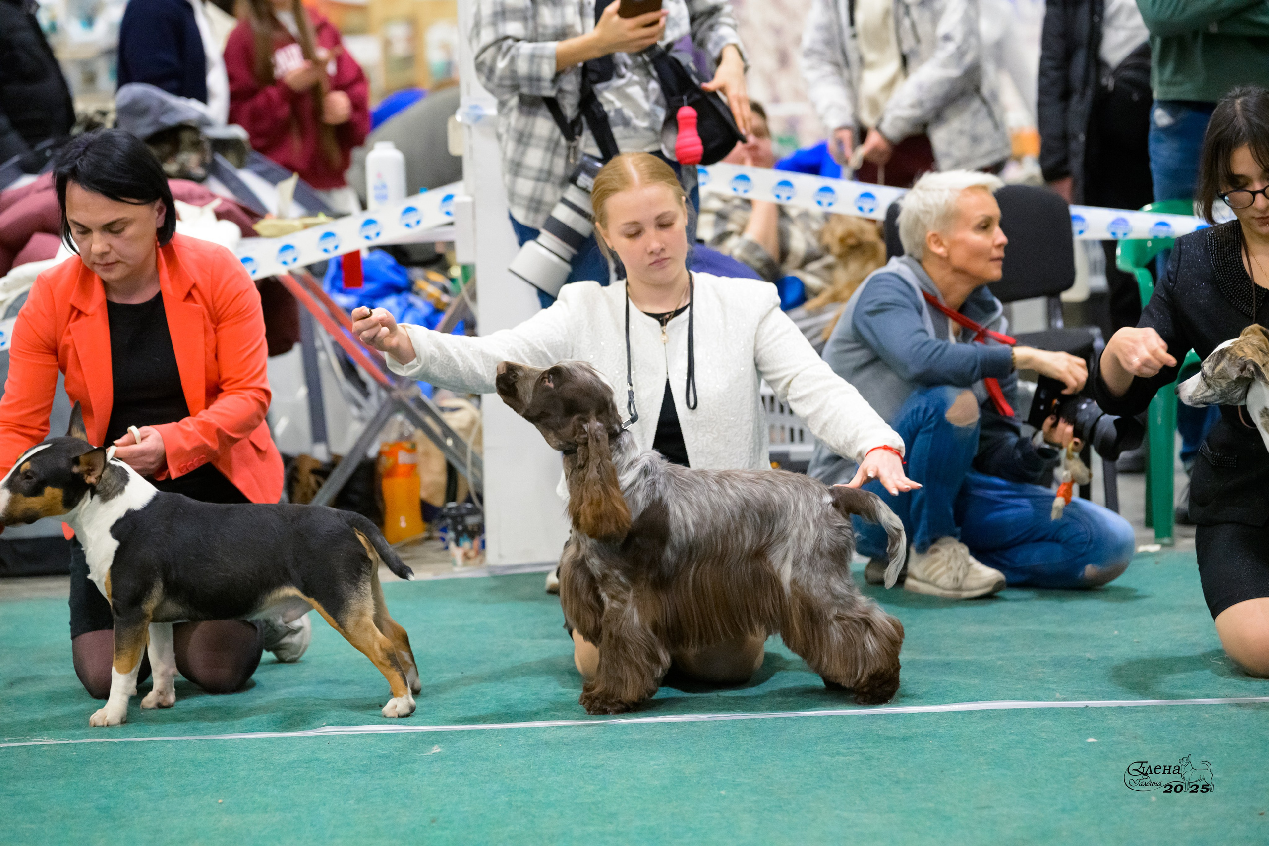 6-7.12.2025 г.Новосибирск. Фотограф анималист Елена Галдина г. Красноярск
