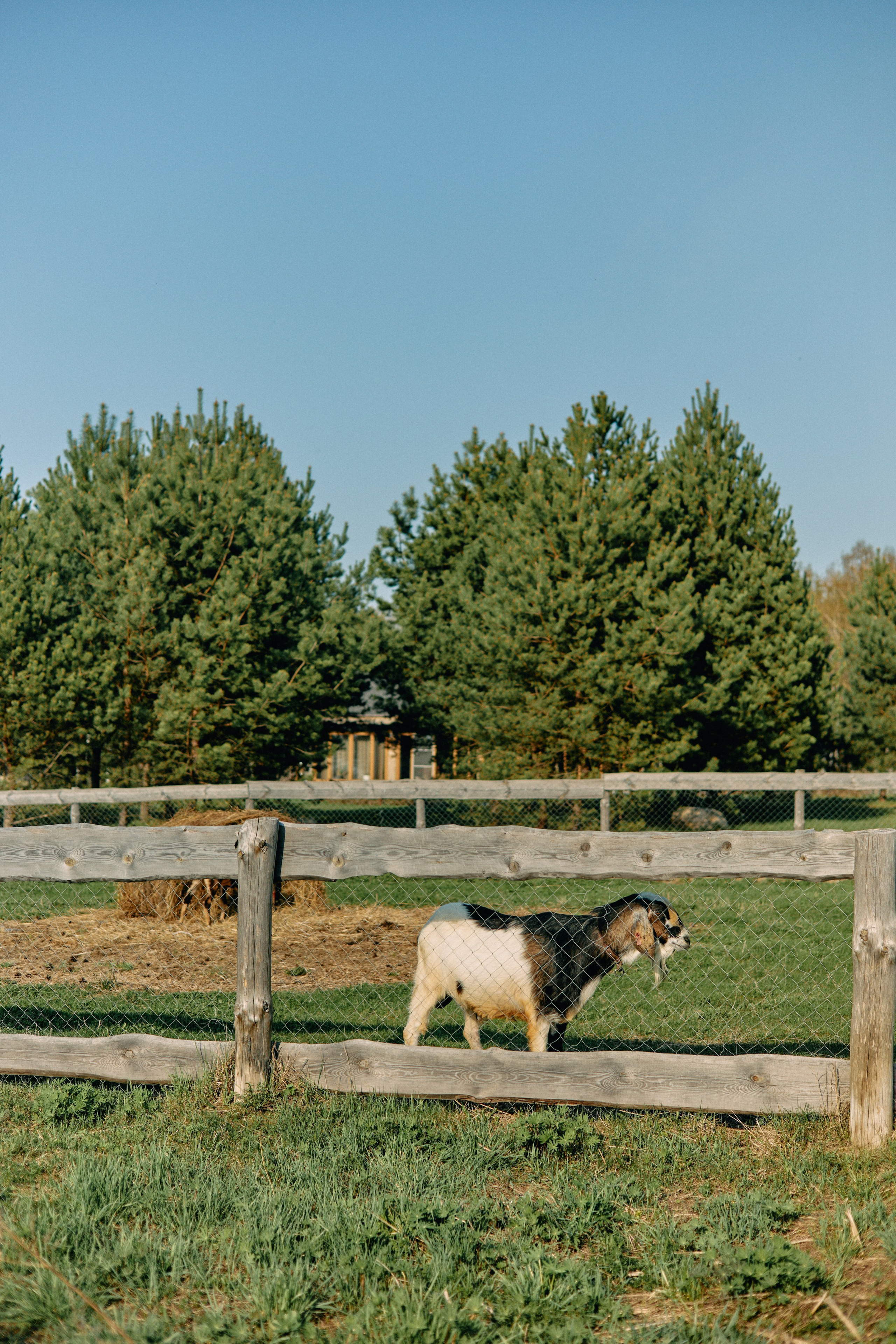 Бутик-отель Поле летом. Профессиональный Фотограф во Владимире, в Москве и в Суздале — Полина Романычева