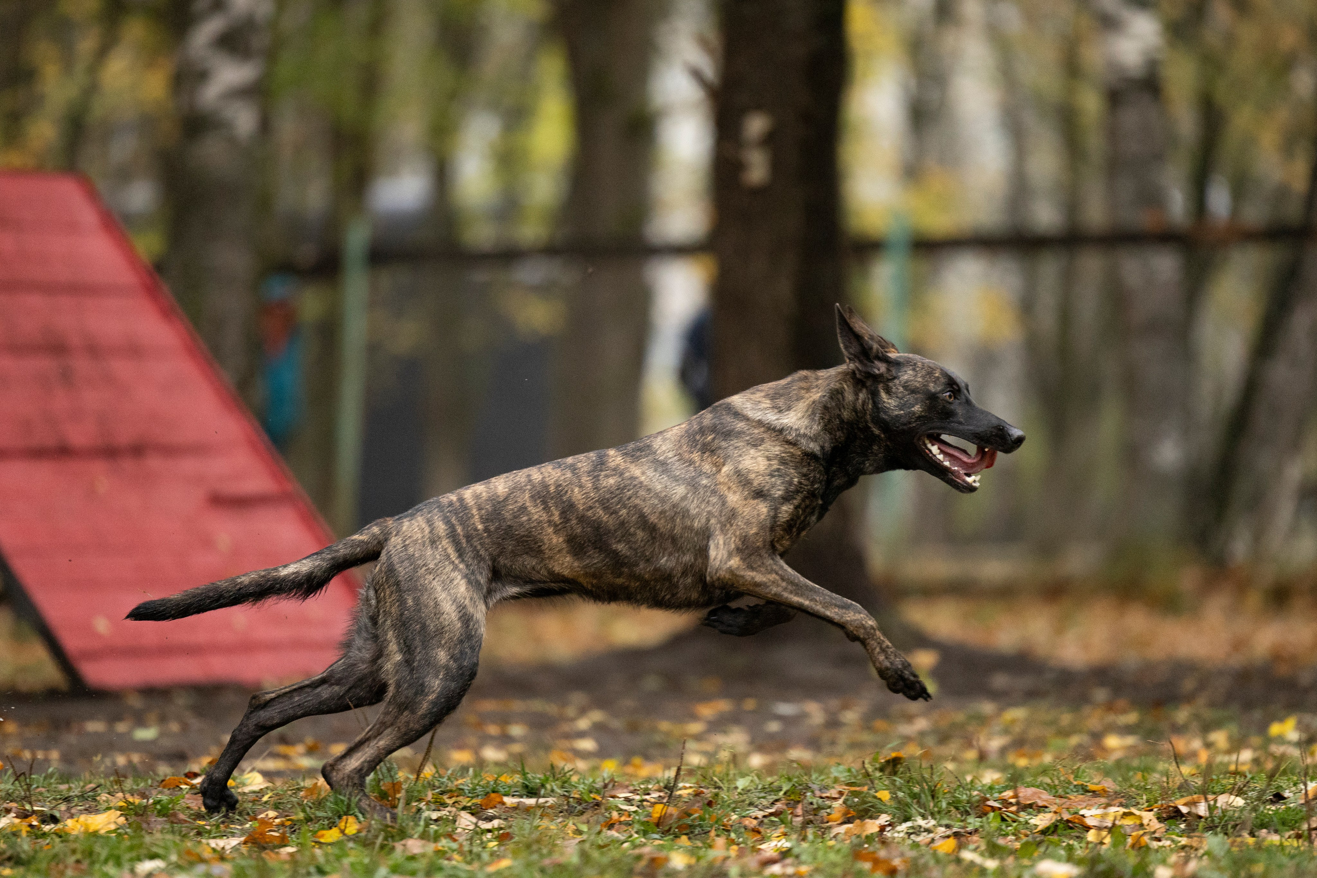 Соревнования по Мондьорингу г. Вологда. Фотограф-анималист Анна Маринич