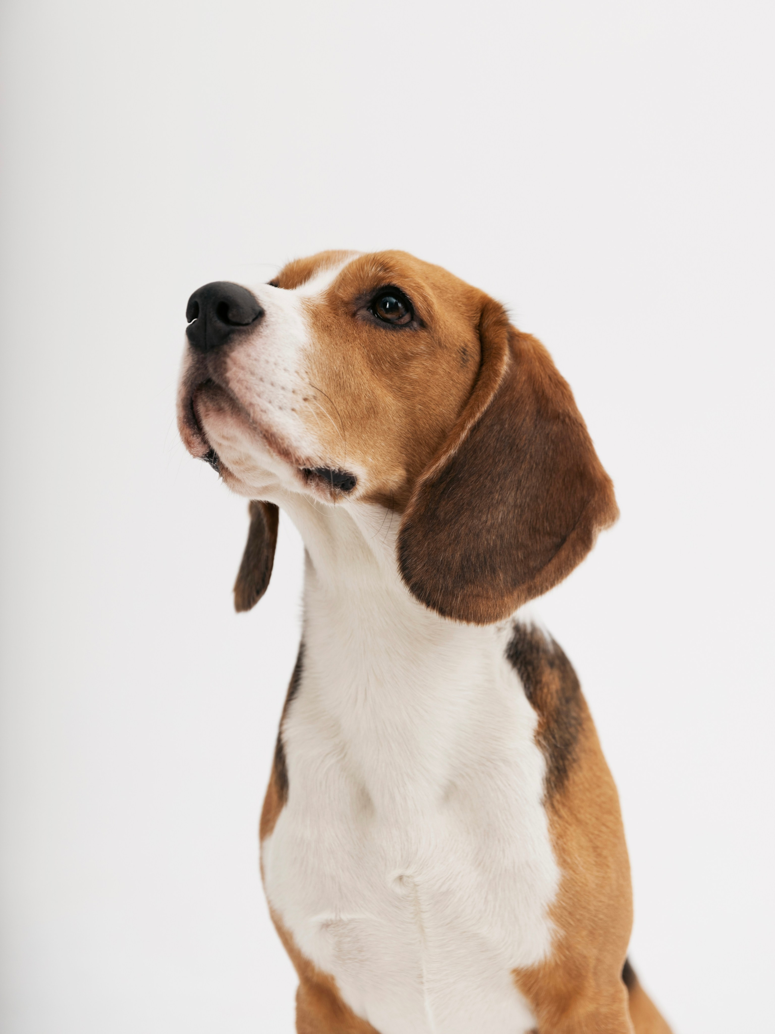 Биглемания. DRIPSTOCK MAG