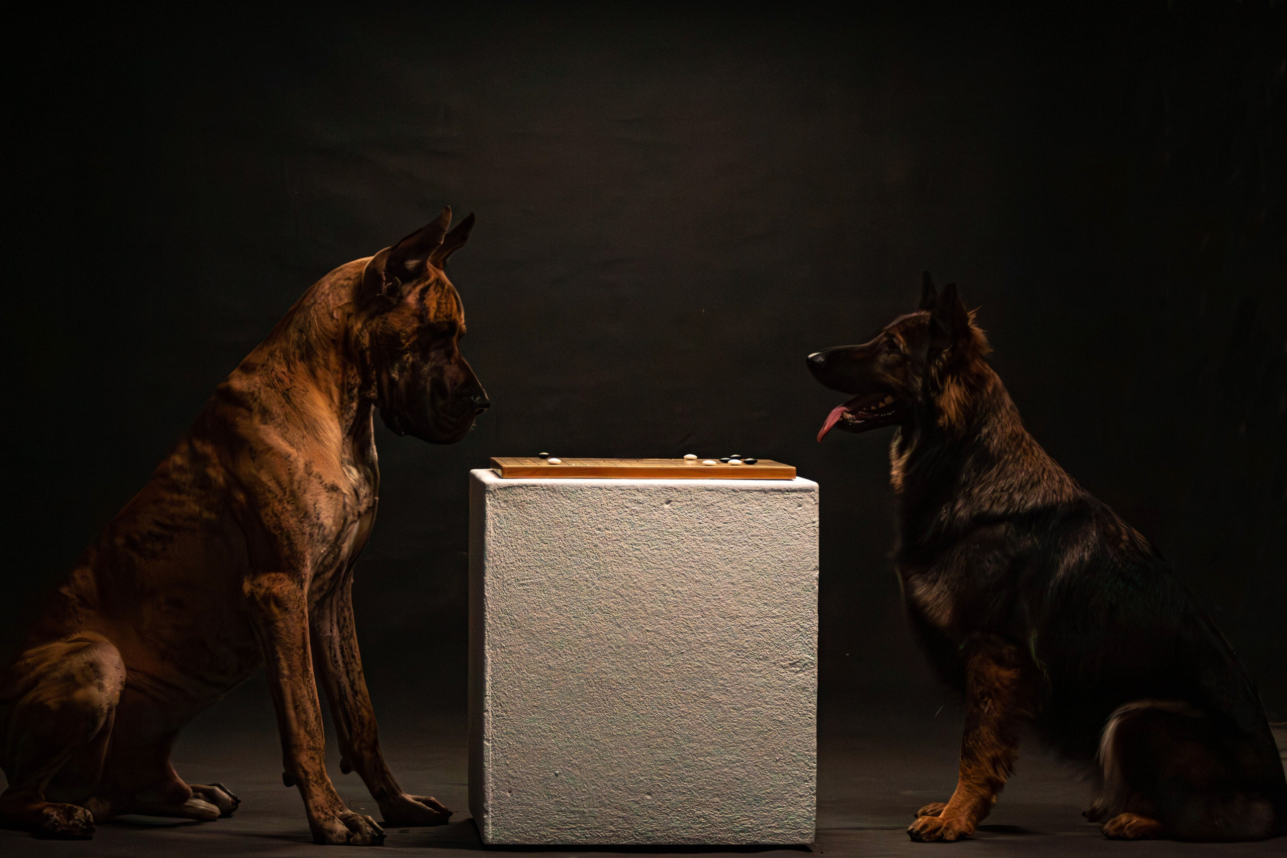 Елена, Honney Highlight и Эрафия. Фотограф анималист — Тула, Москва