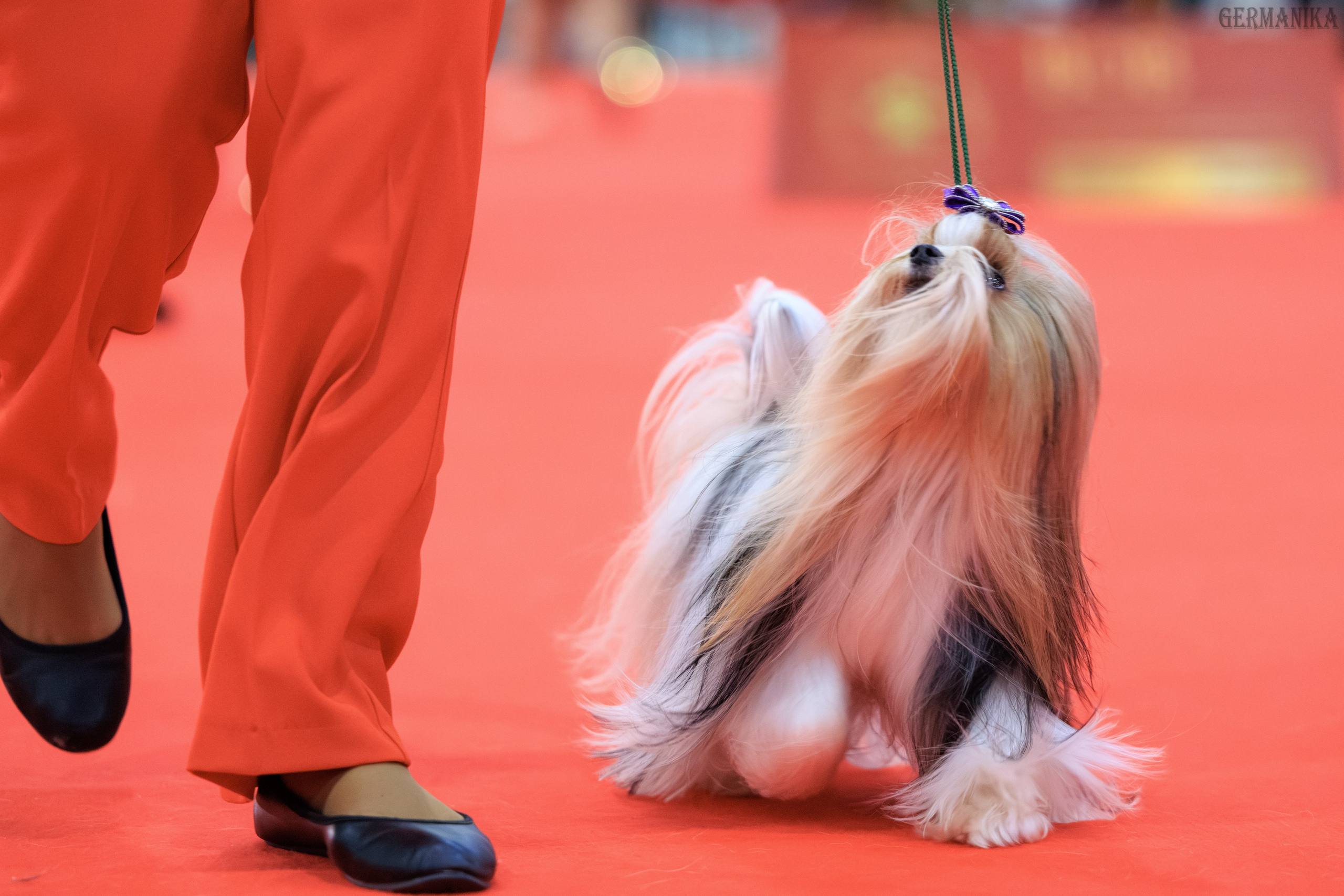 Лучшие Собаки России 17-18.02.2024. Фотограф-анималист Юлия Германика