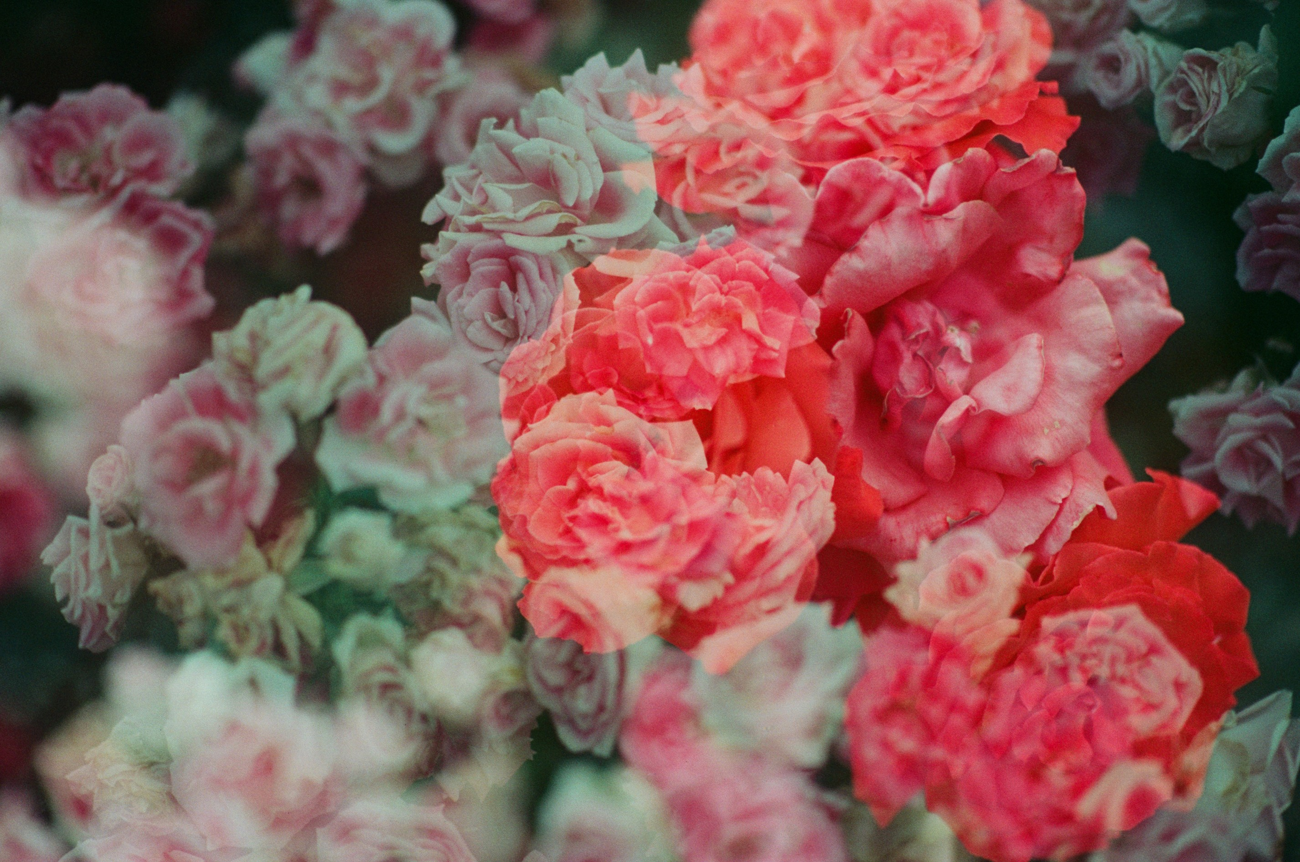 Sakura blues // ukraine, crimea III. EVER EXPOSED