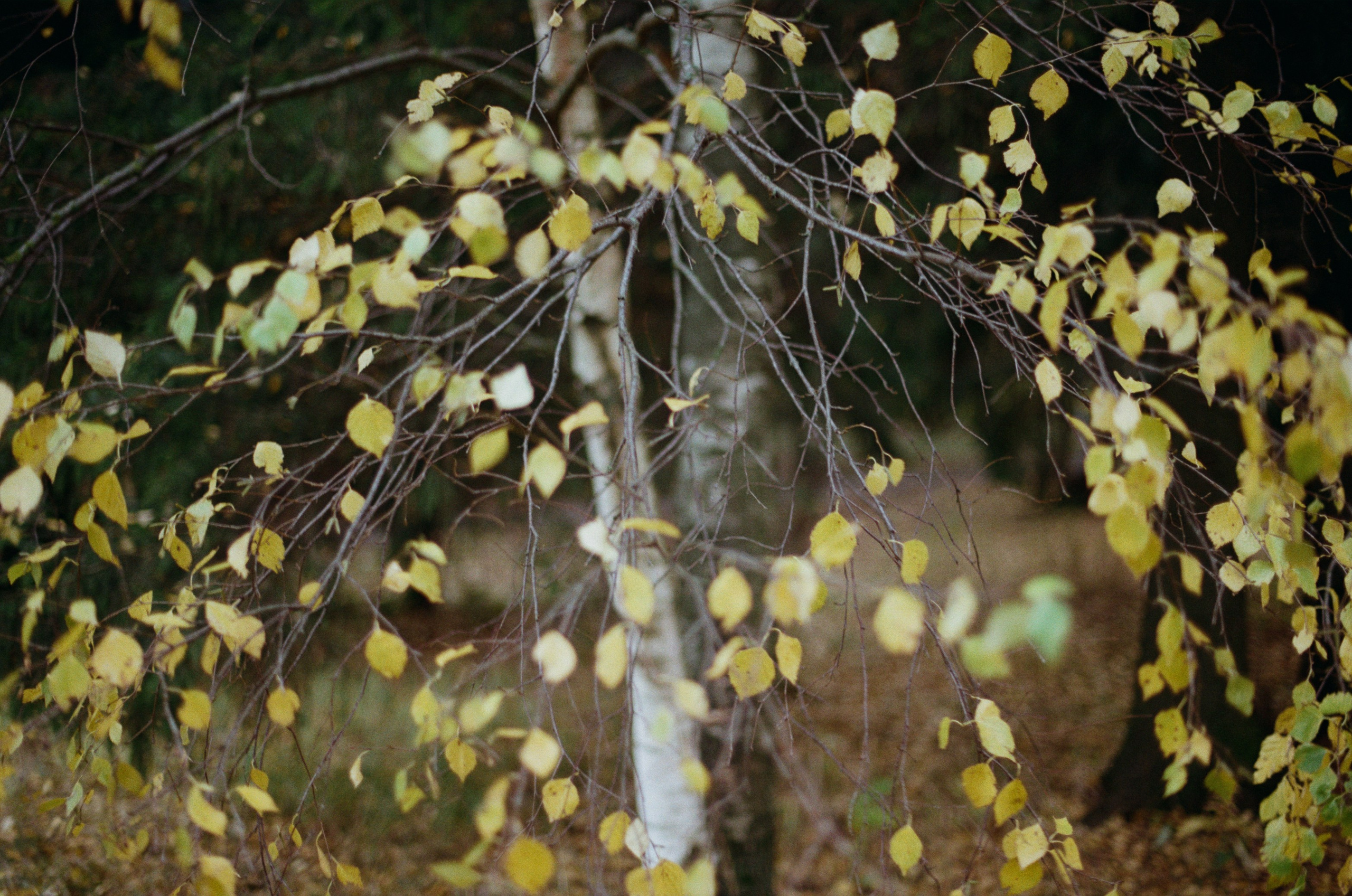 Golden brown. EVER EXPOSED