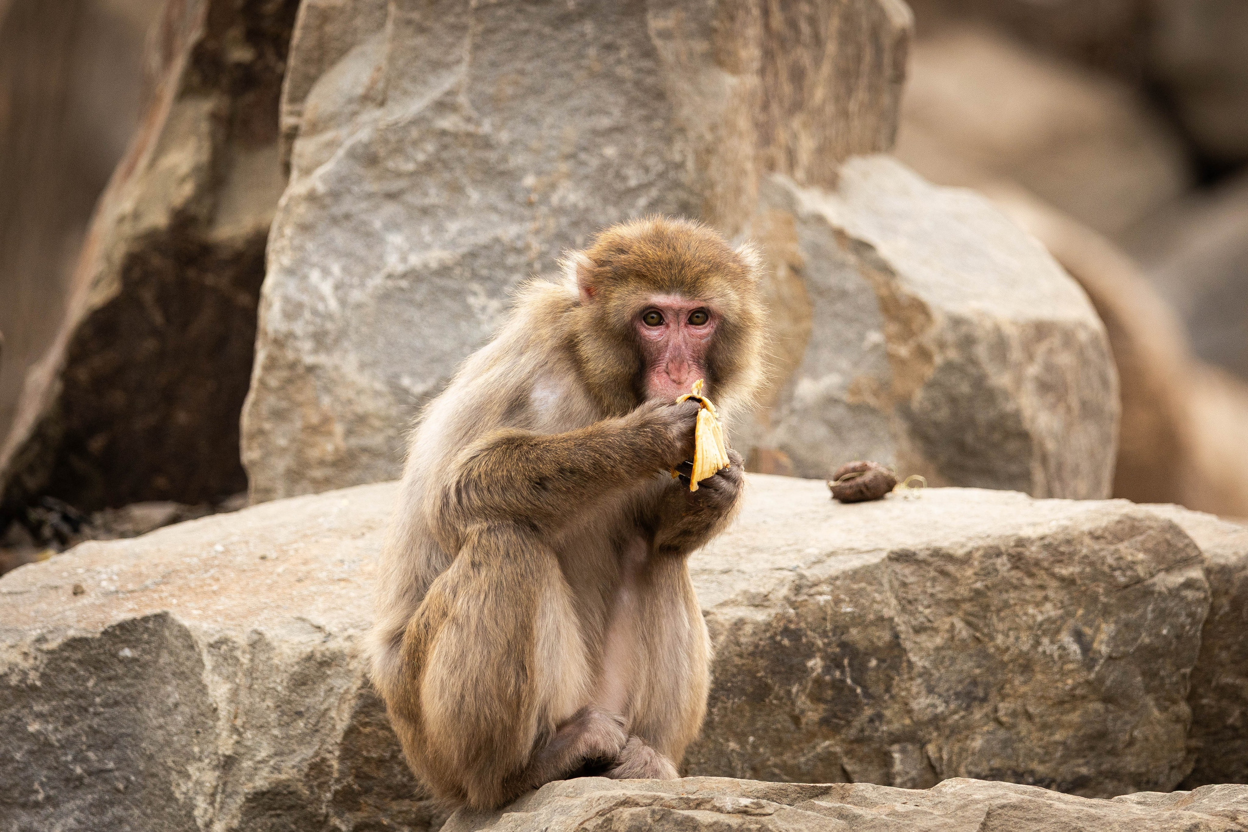 Парк Малинки 2026. Фотограф-АниМалист Анна Абрамова