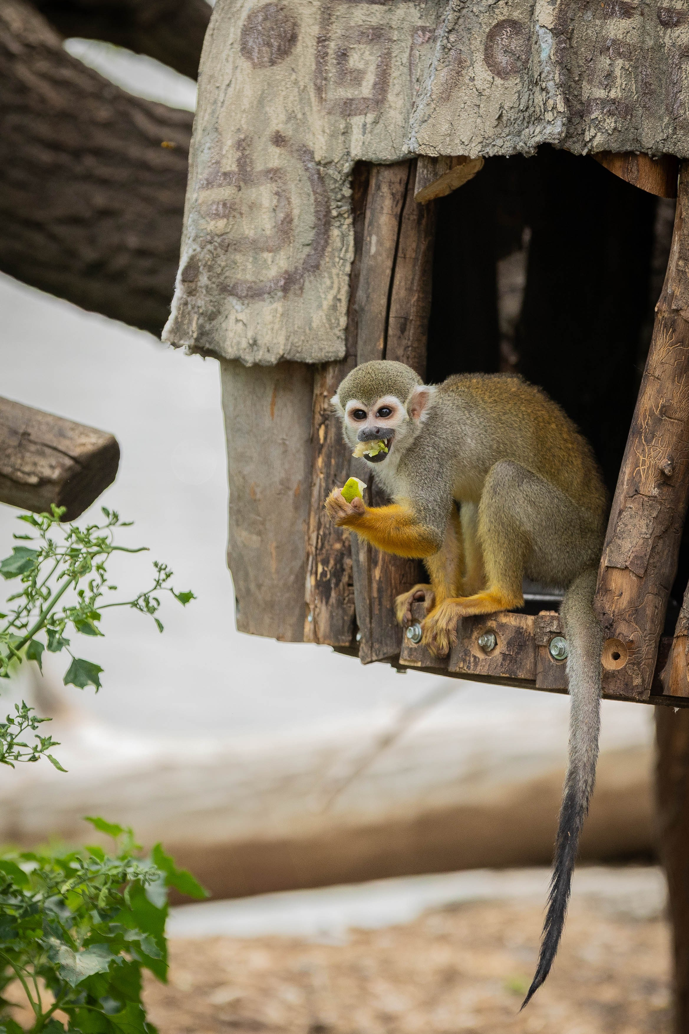 Зоопарк Малинки. Фотограф-АниМалист Анна Абрамова