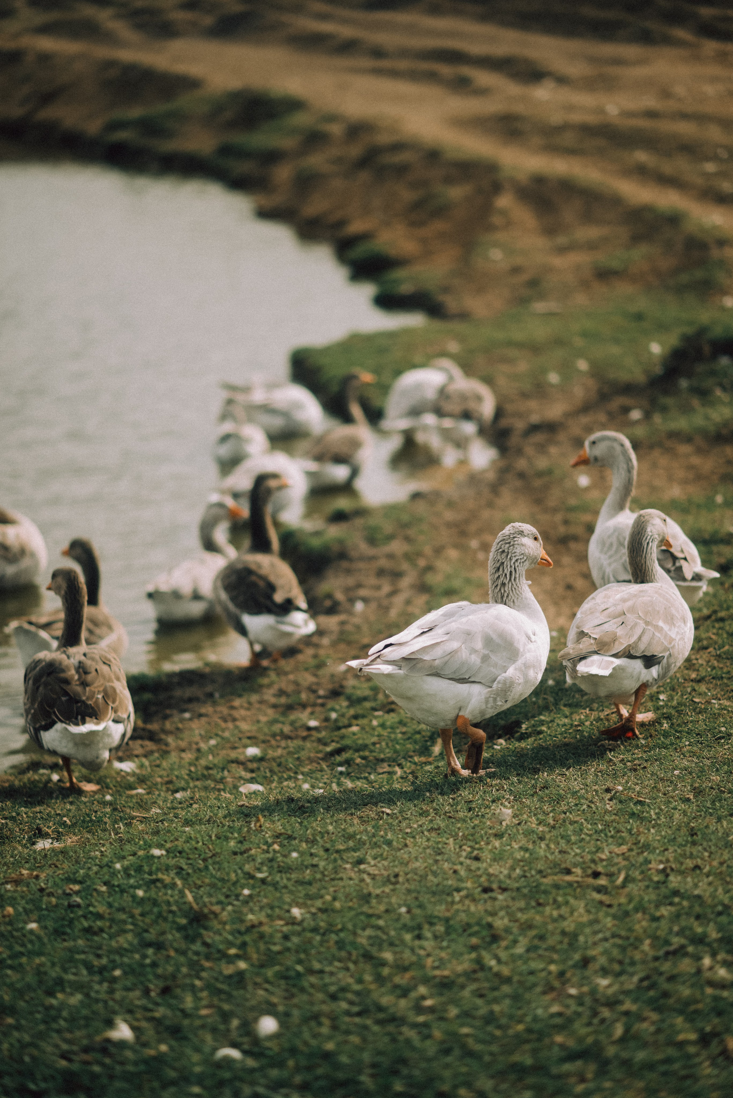 Таня. Свадебный и портретный фотограф в Брянске и Москве Алина Химушкина
