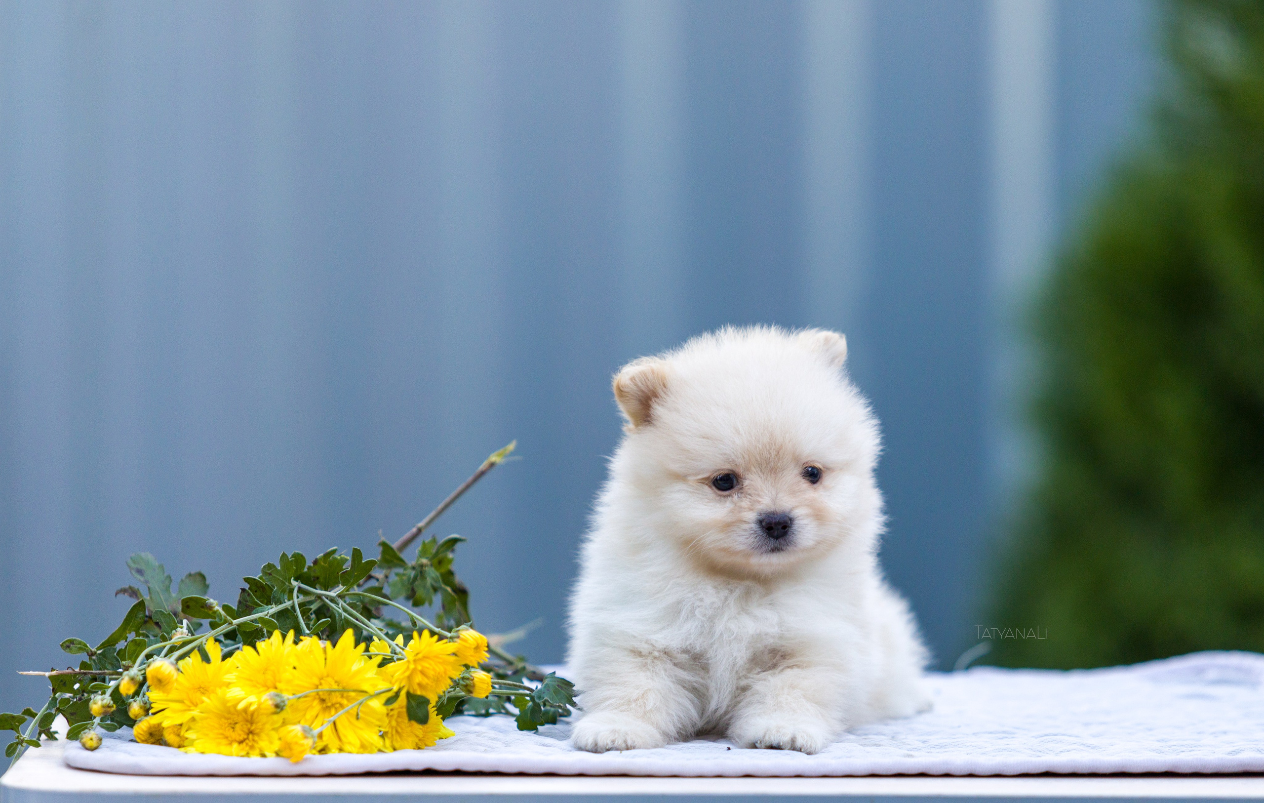 Немецкий шпиц миниатюрный. Фотограф — анималист Татьяна Ли