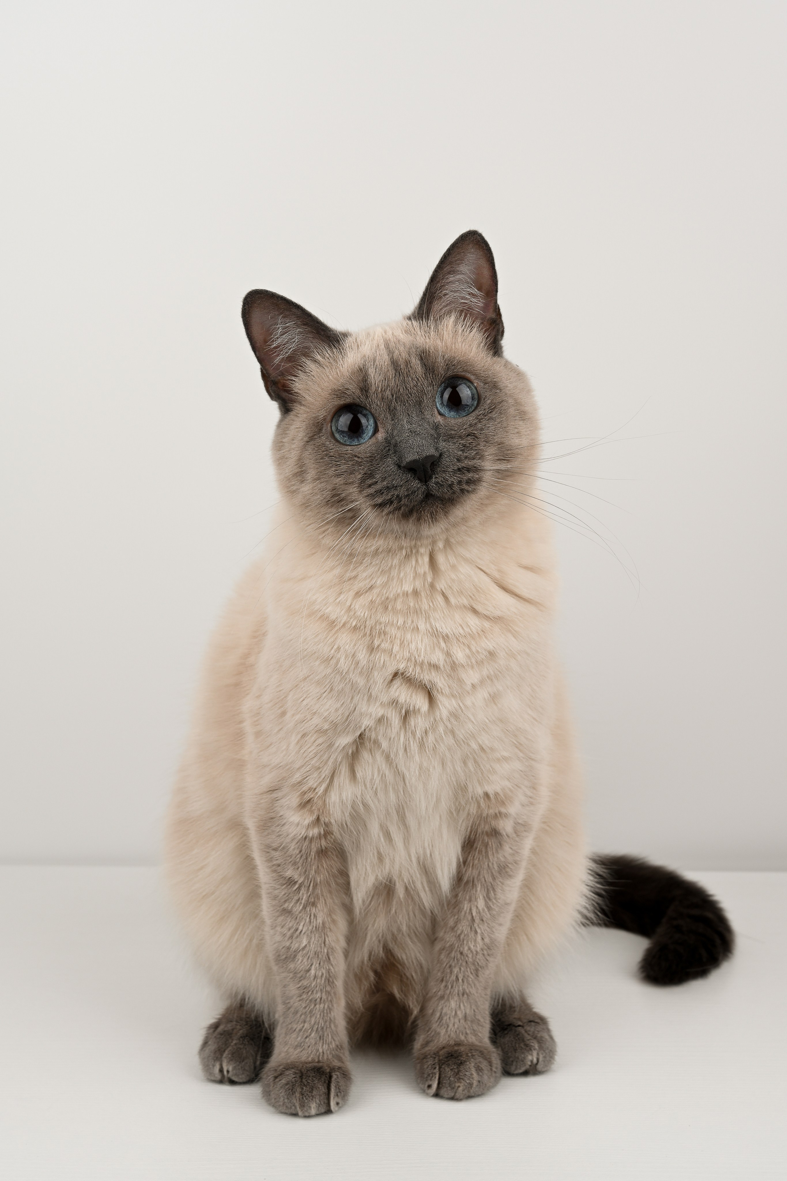 О нешей Снежке. Полина Бамбиза фотограф фотосессии Красноярск фотокниги портрет