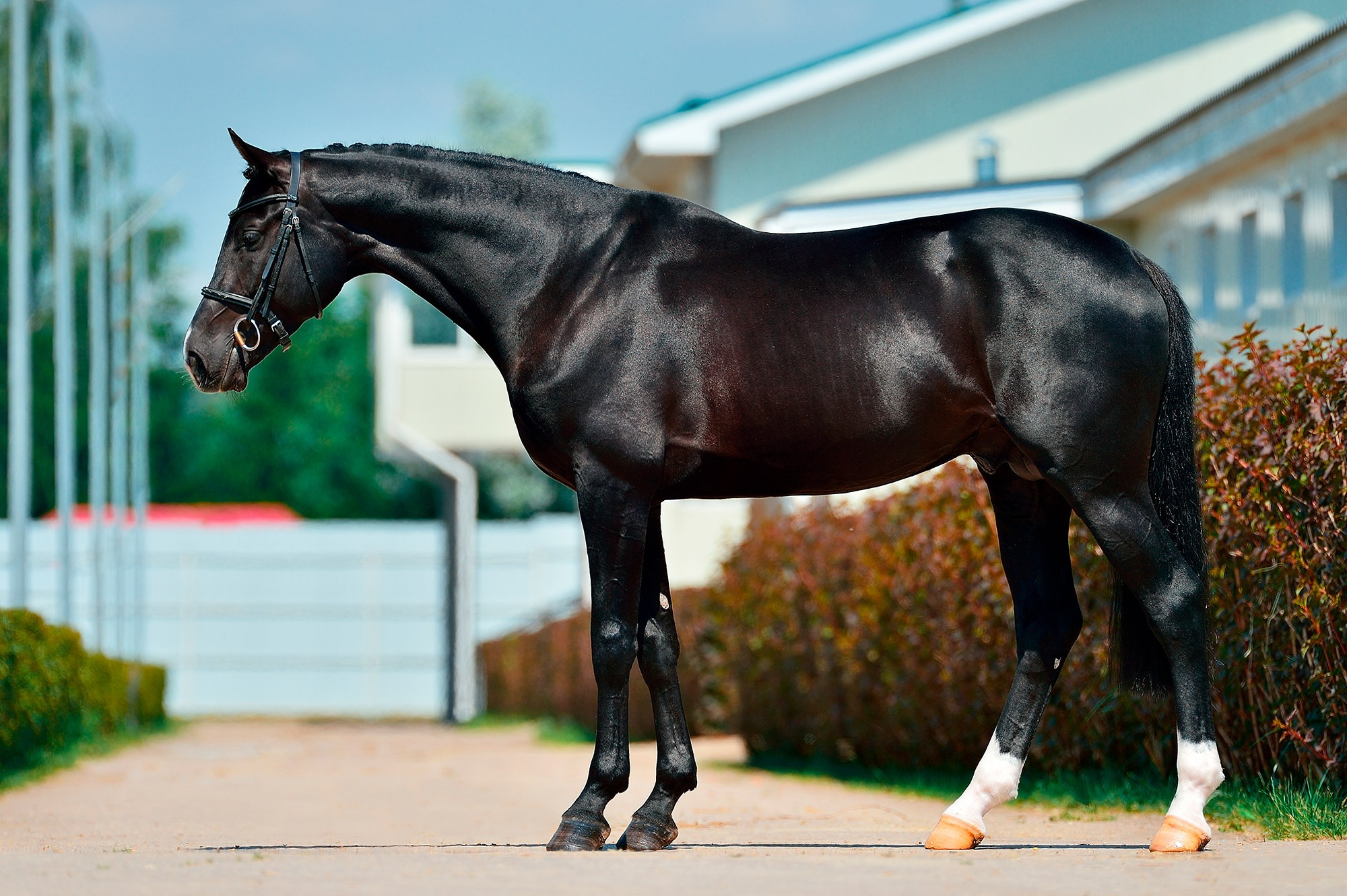 Экстерьер. Конный фотограф Alesya Safe