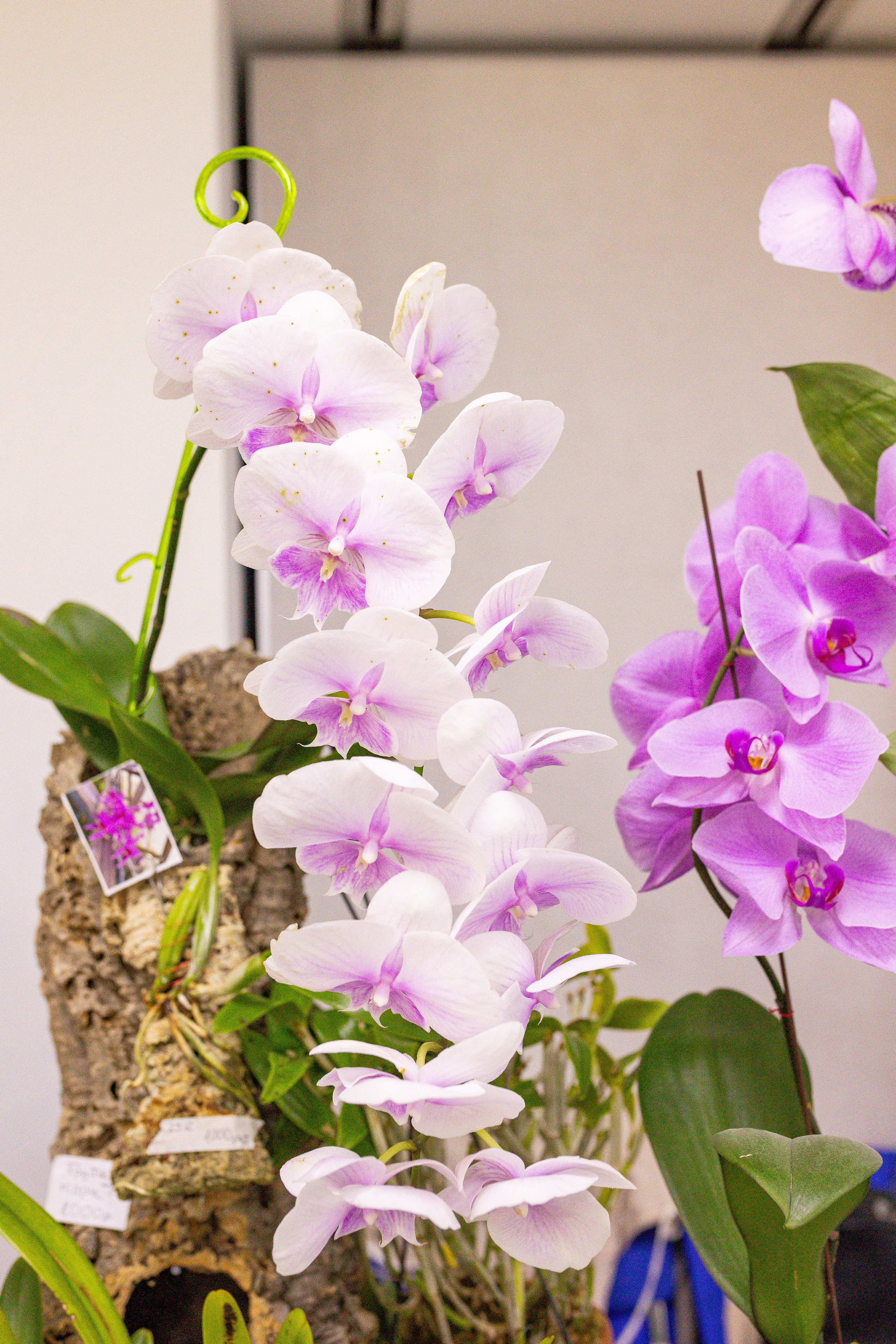 Орхидиум сентябрь 2025. Александра Куликова фотограф, Москва