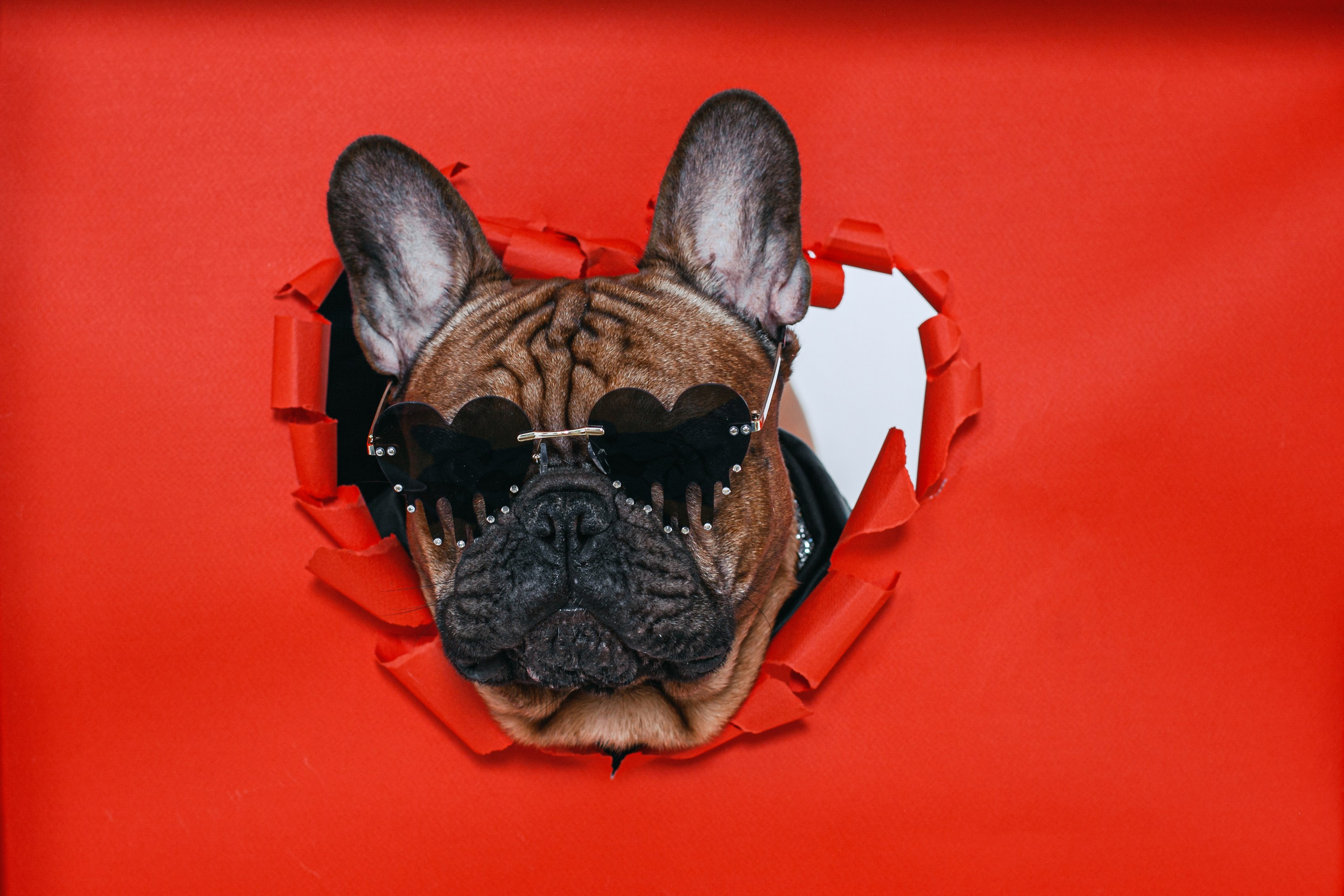 Пижамная вечеринка французских бульдогов и их хозяев. Фотограф-анималист Татьяна Степанова