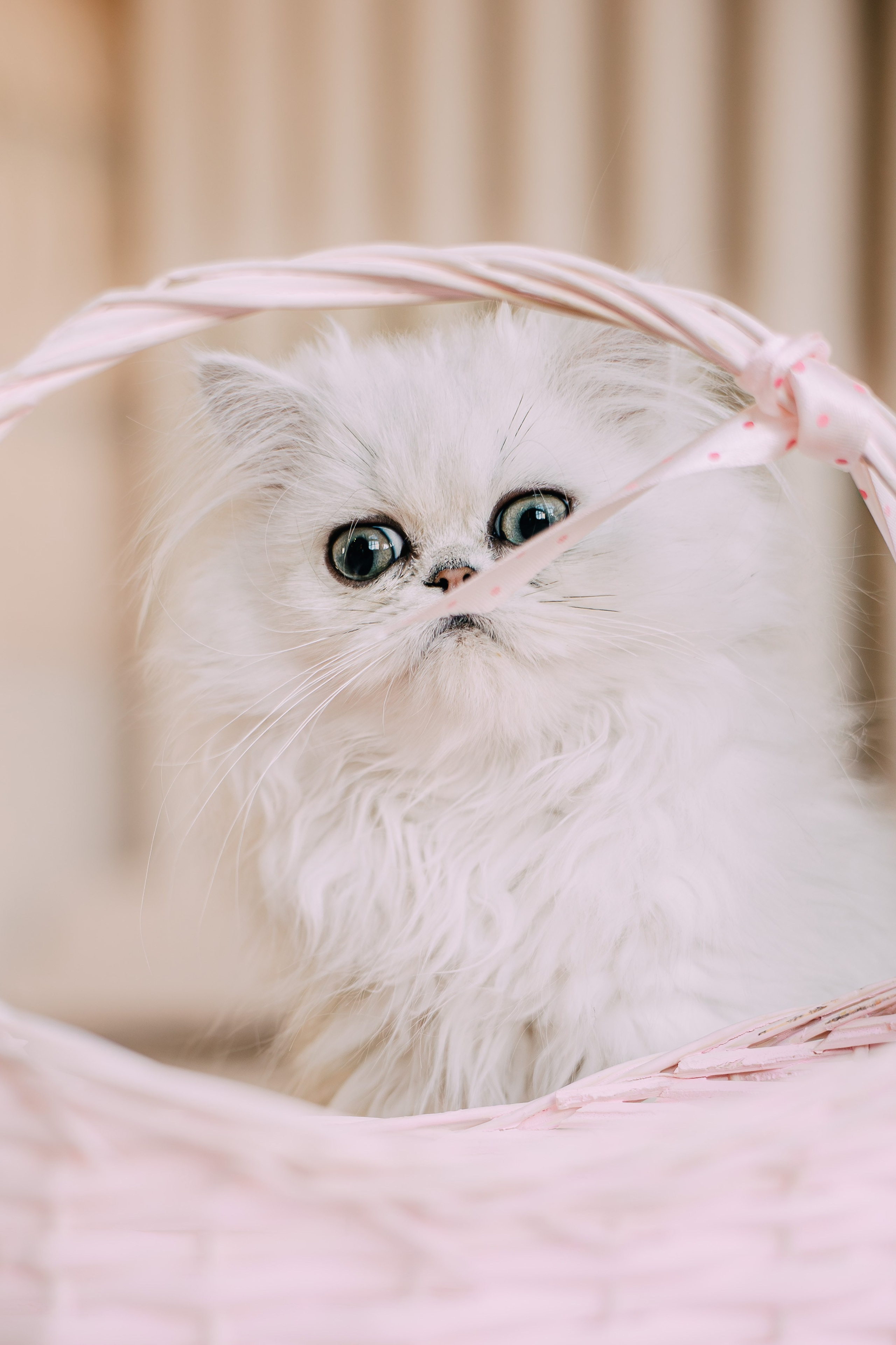 Султан, Мэй Мэй и Шанталь и их семья