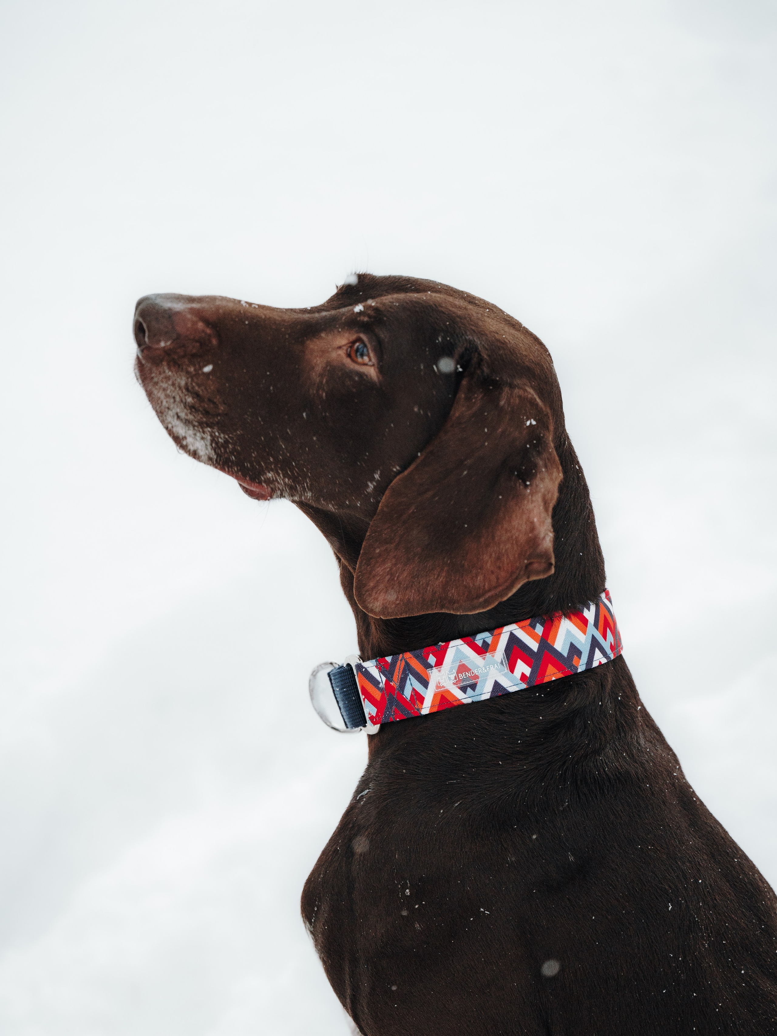 Bender&Frai. Зимняя коллекция. Семейный фотограф анималист Ананьева Мария — Москва