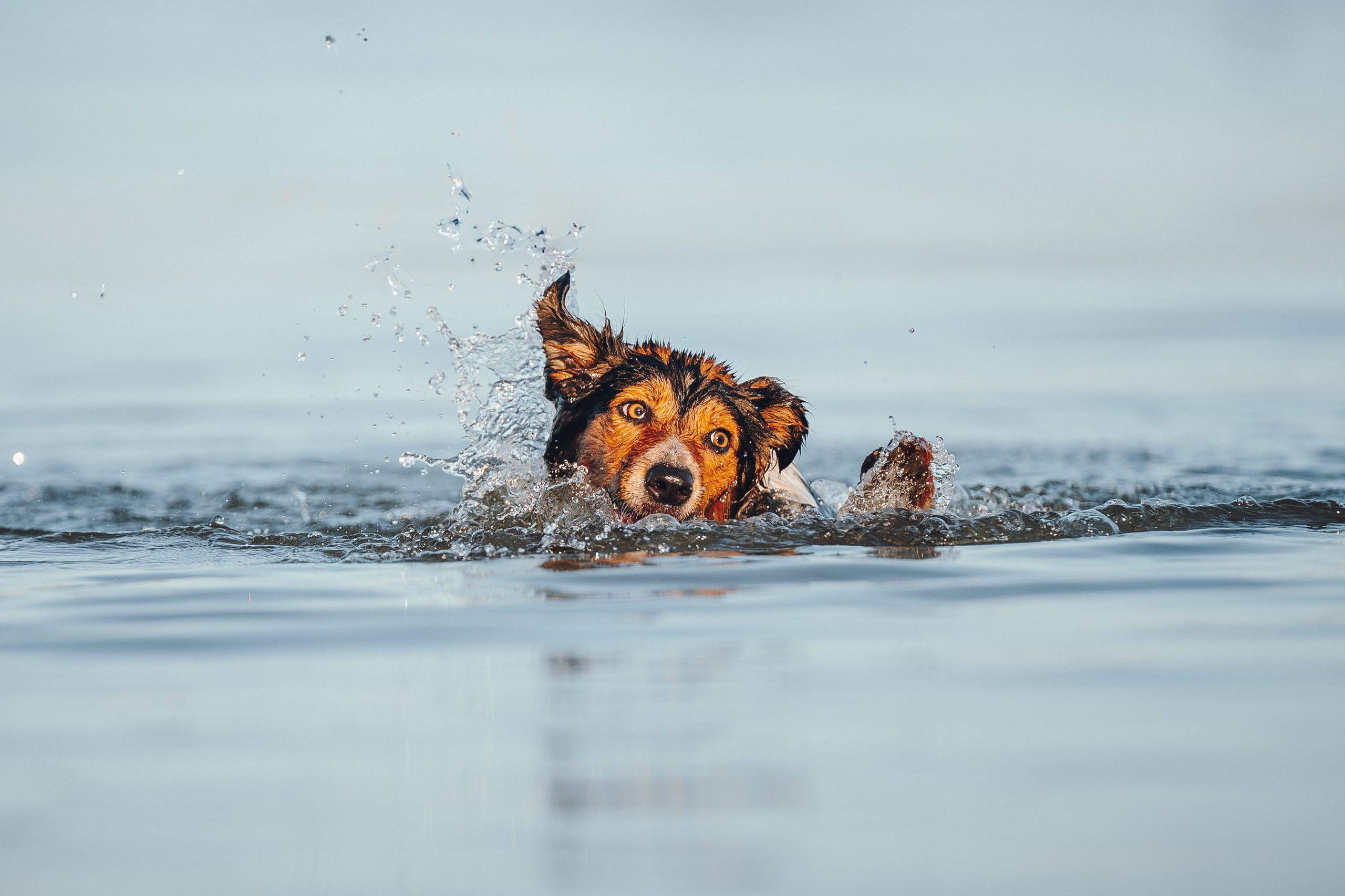 Саша, Флик и Эсприт. Семейный фотограф анималист Ананьева Мария — Москва