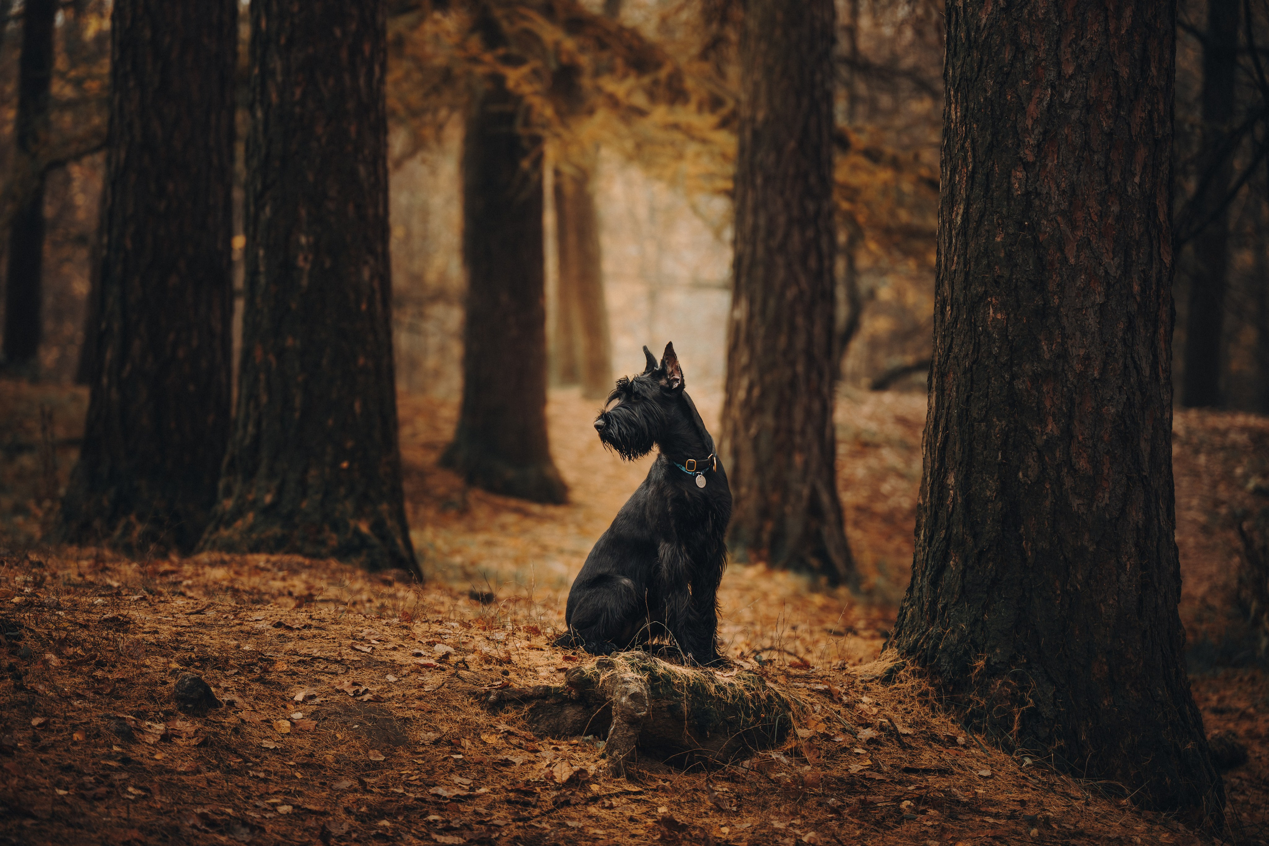 Даша и Умбра. Семейный фотограф анималист Ананьева Мария — Москва