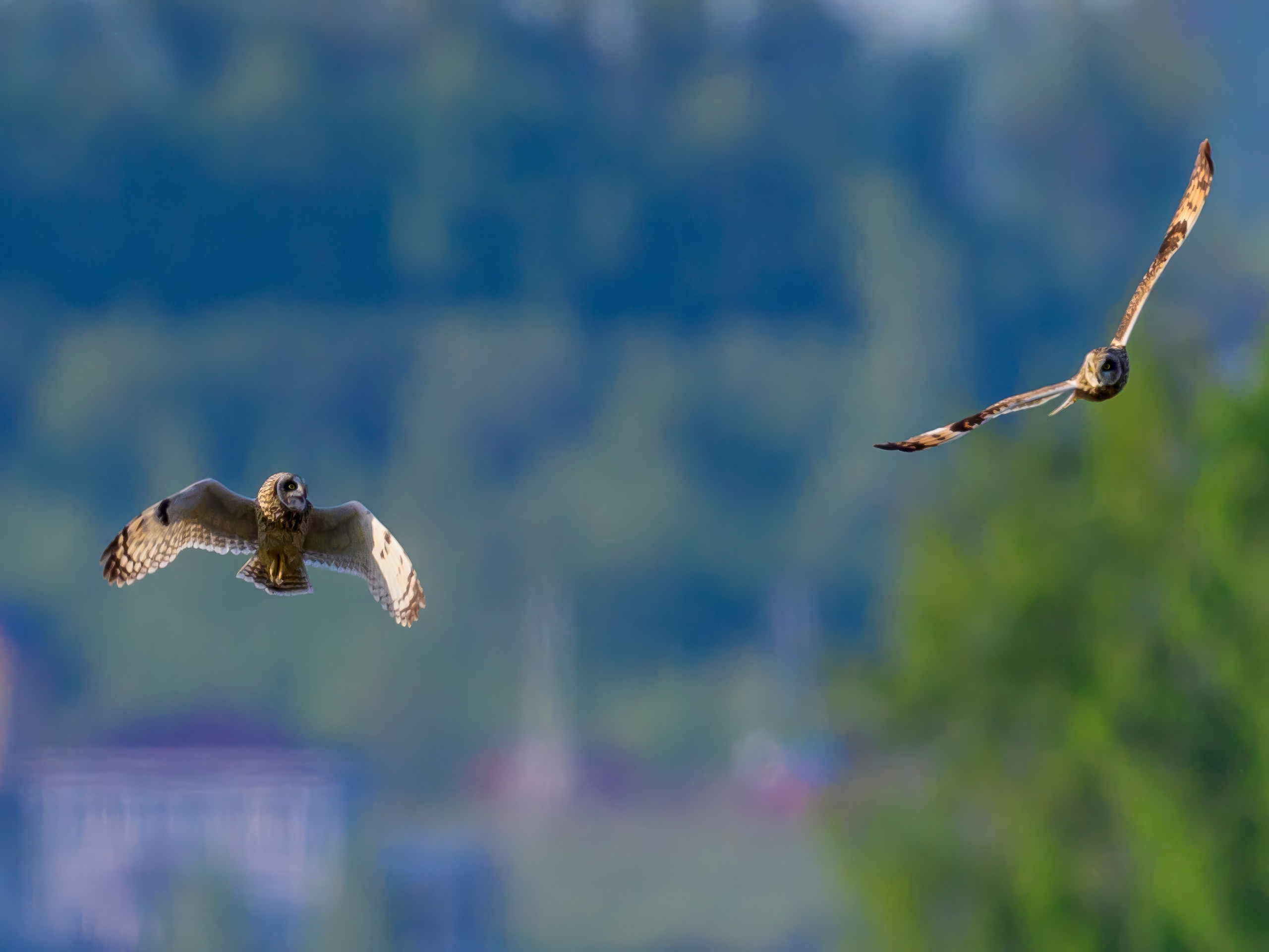 Совы и сороки. Wildlife photography by Sergey Puponin