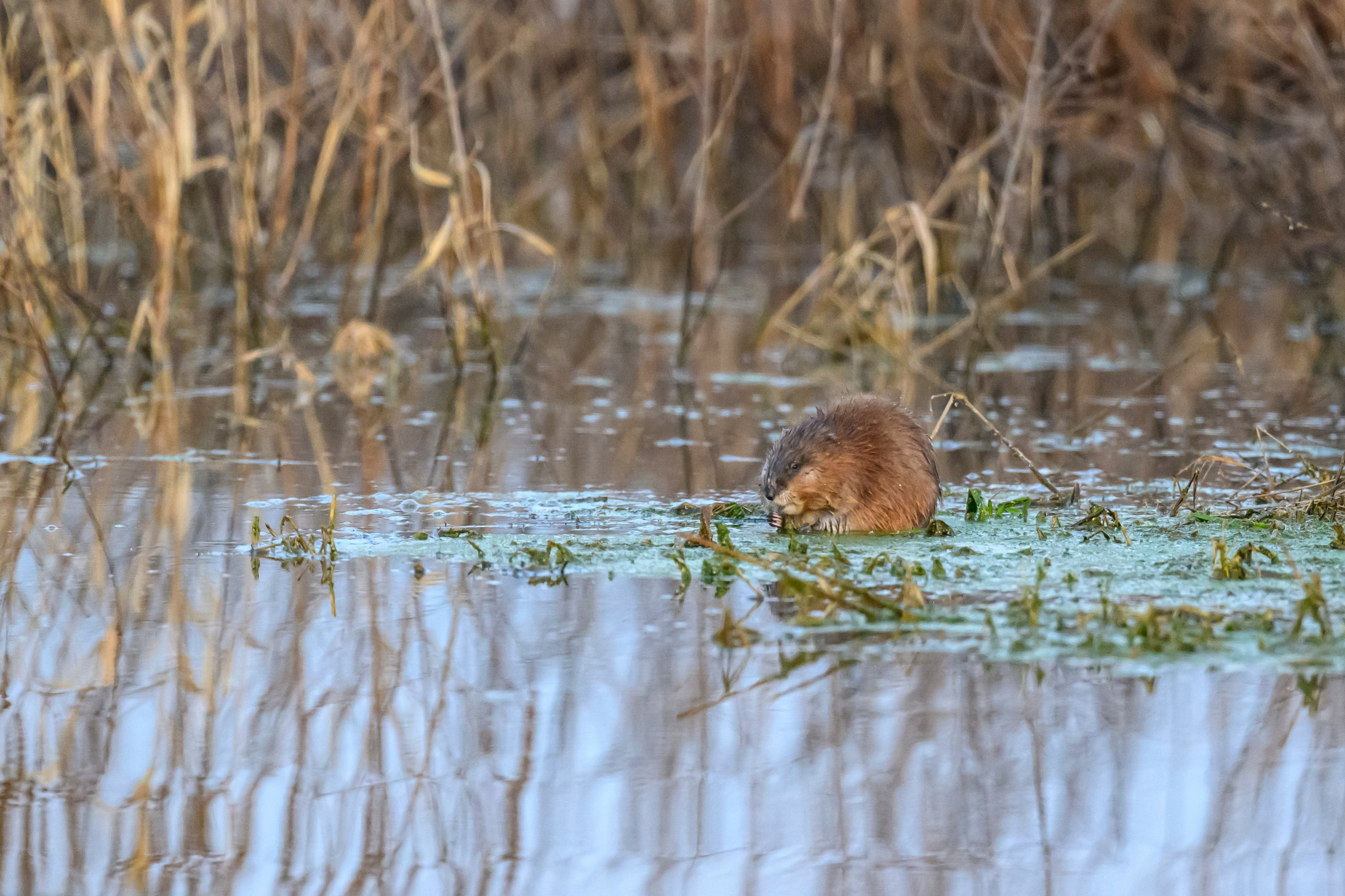 Бобер и ондатра. Wildlife photography by Sergey Puponin
